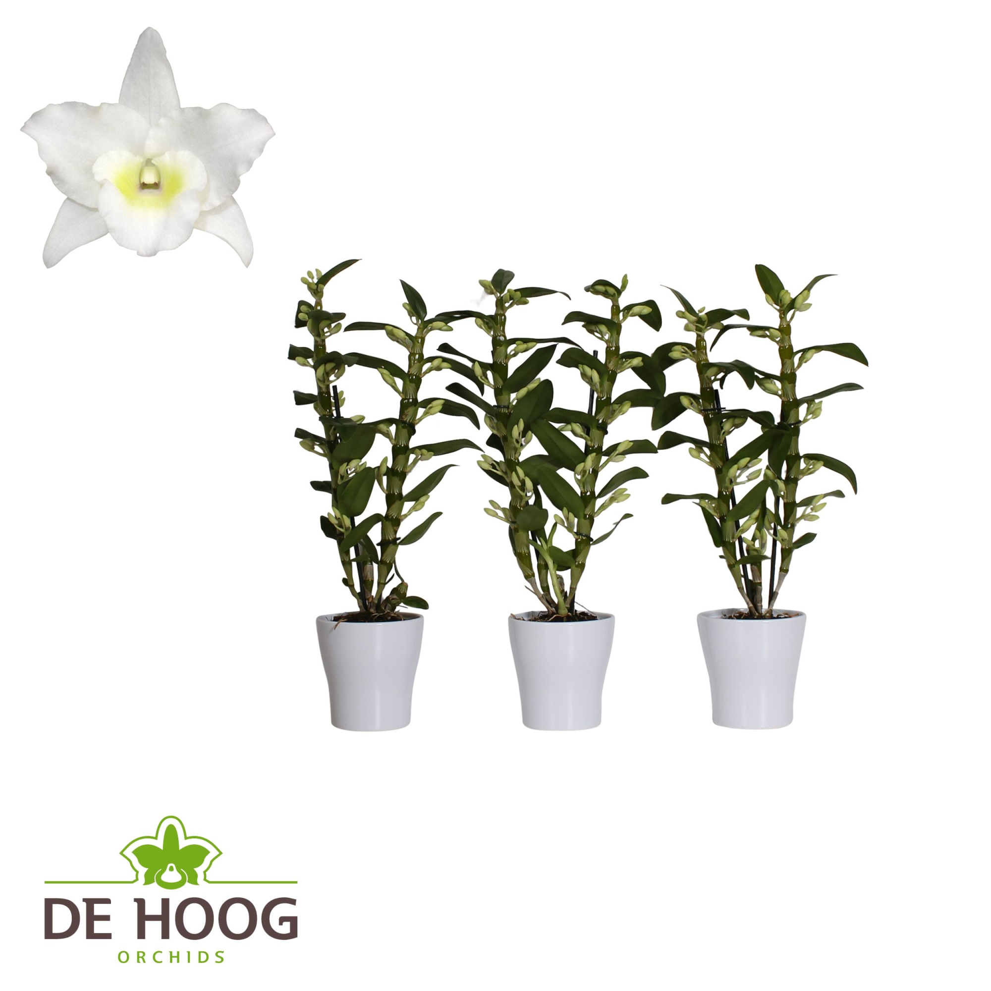 Dendrobium Nobile Apollon 2 stam 18+ tros in Anna Keramiek, D 12 cm