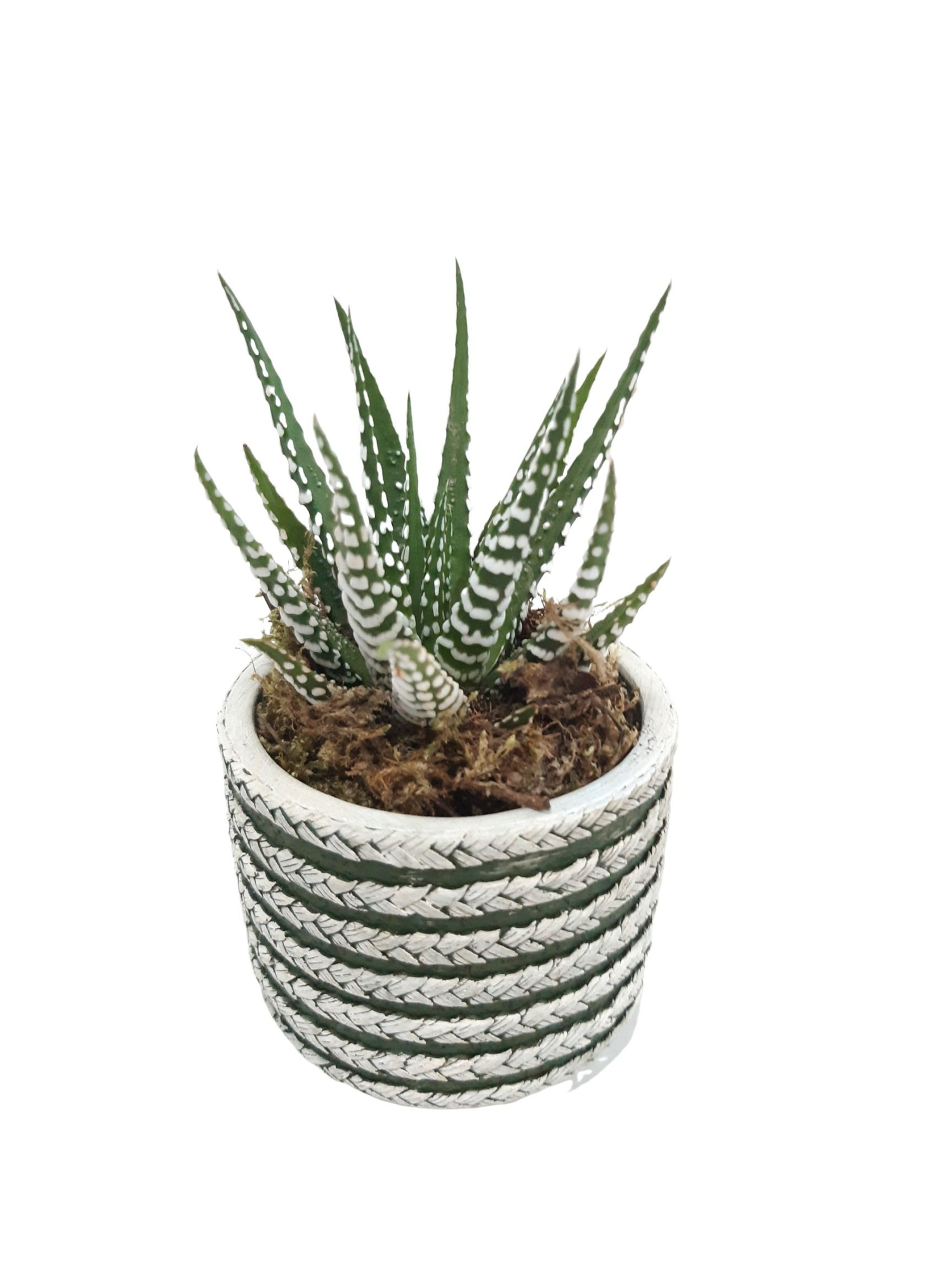 CTP8HBB mini Tire Pot Haworthia Big Band, D 8 cm