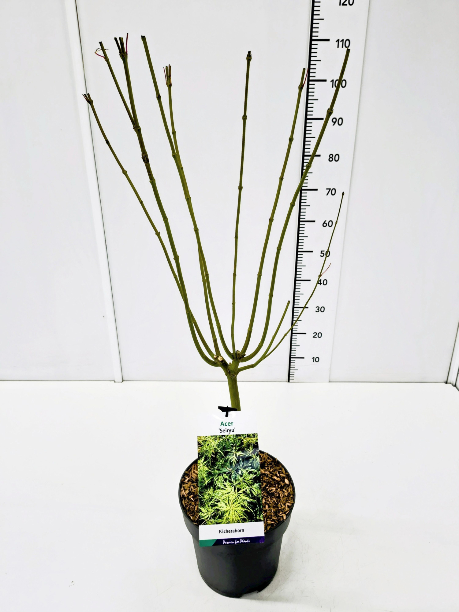 Acer palm. 'Seiryu' 80-100C7, D 25