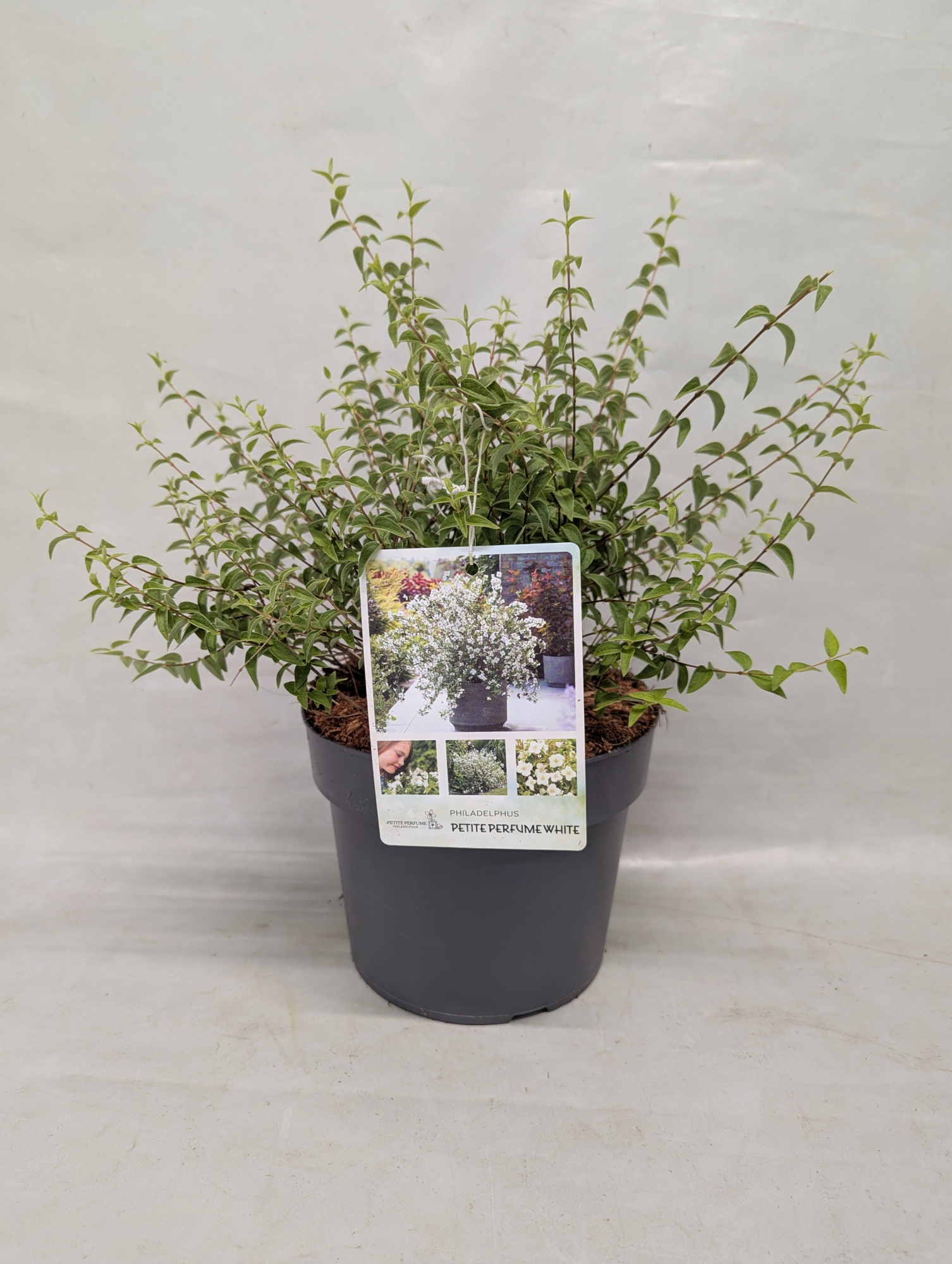 Philadelphus Petite Perfume White - 19 cm, D 19 cm