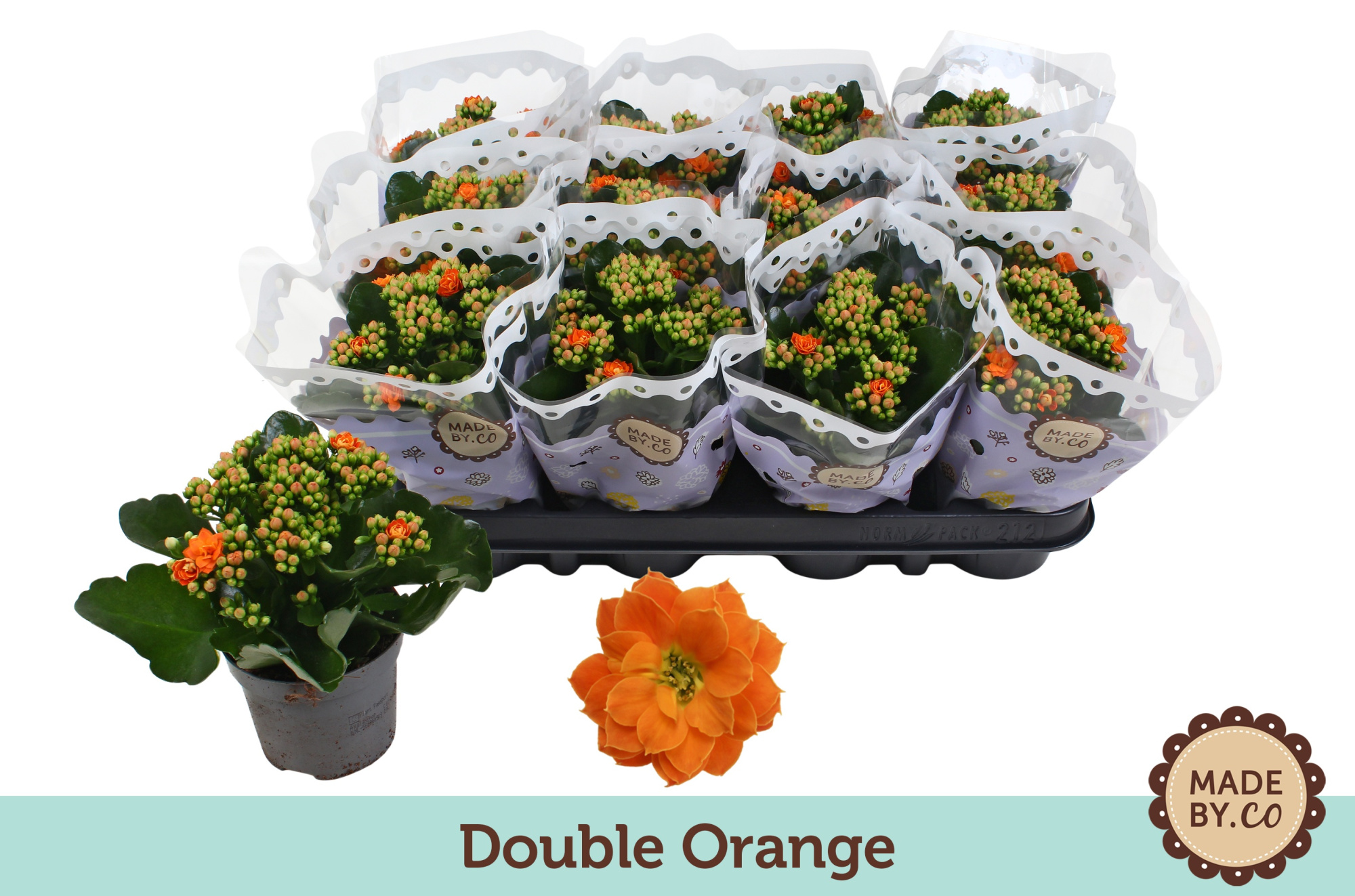 Kalanchoë Double Orange, D 9