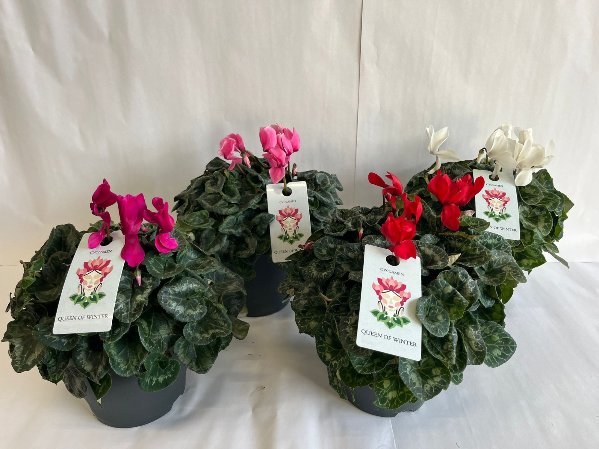 CYCLAMEN MAMMOTH MIX, D 23