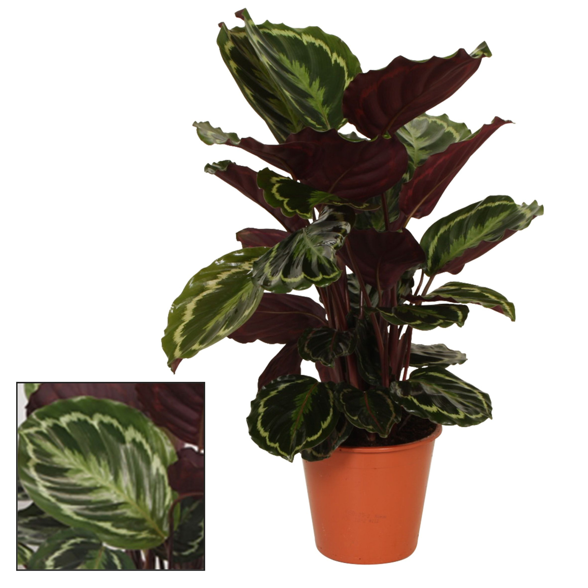 Calathea 19cm Medaillon, D 19 cm