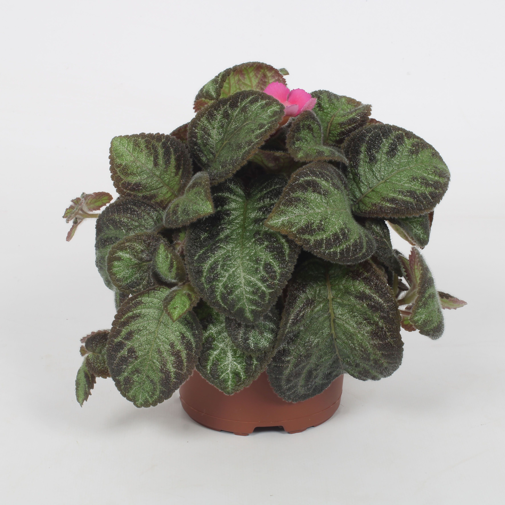 Episcia Pink Panther 12CM, D 12 cm