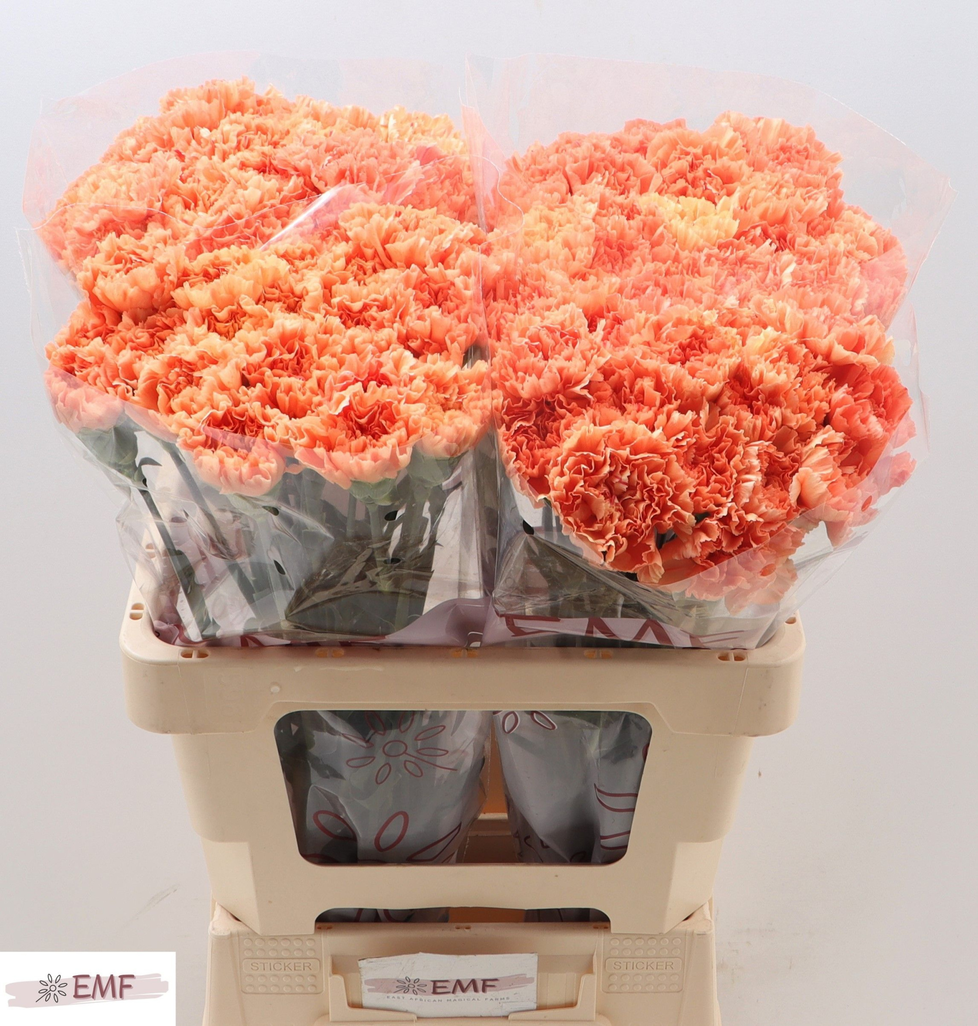 Диантус од. Гермес Оранж, шт.