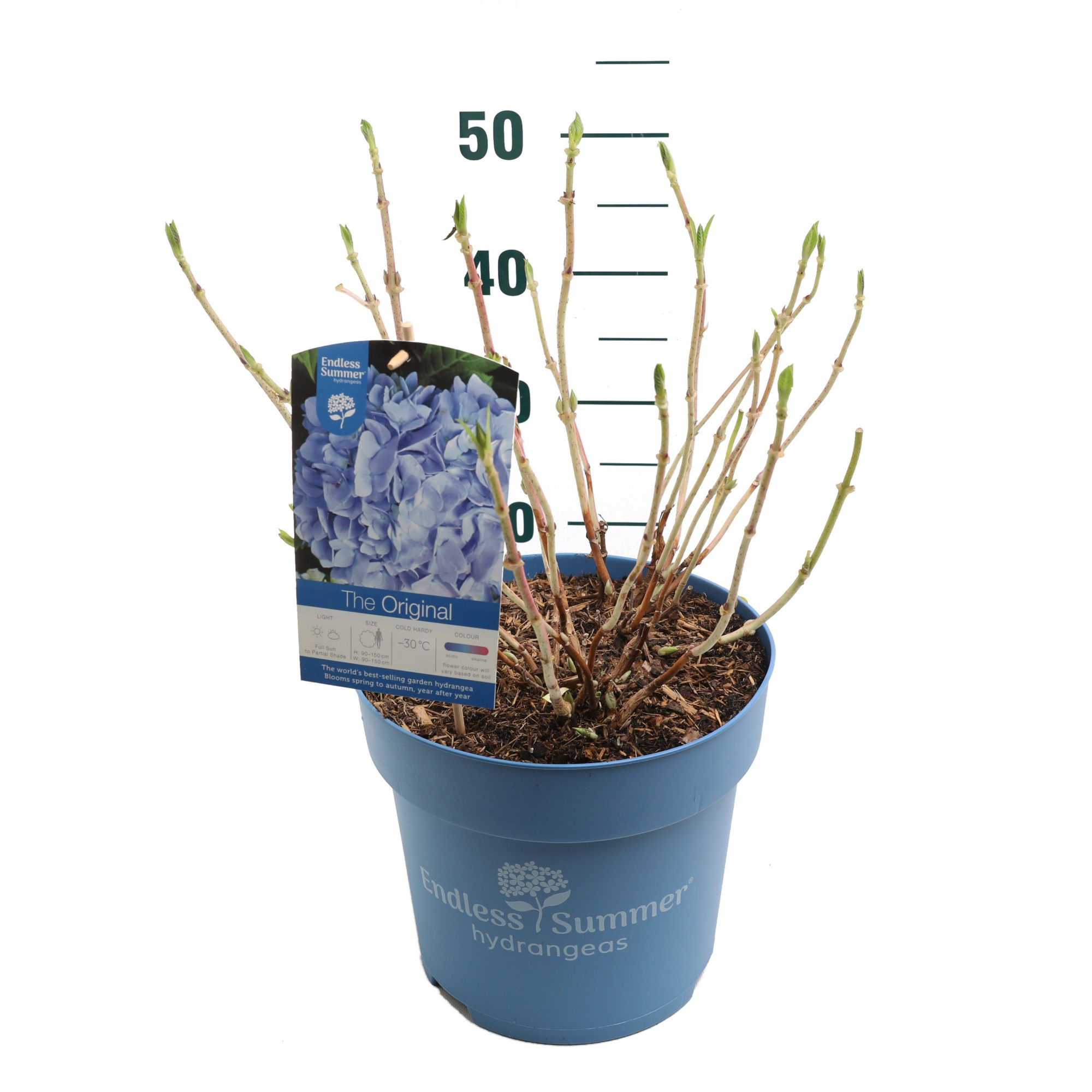 Hydrangea 'The Original Blue' - P27 - Endless Summer, D 27