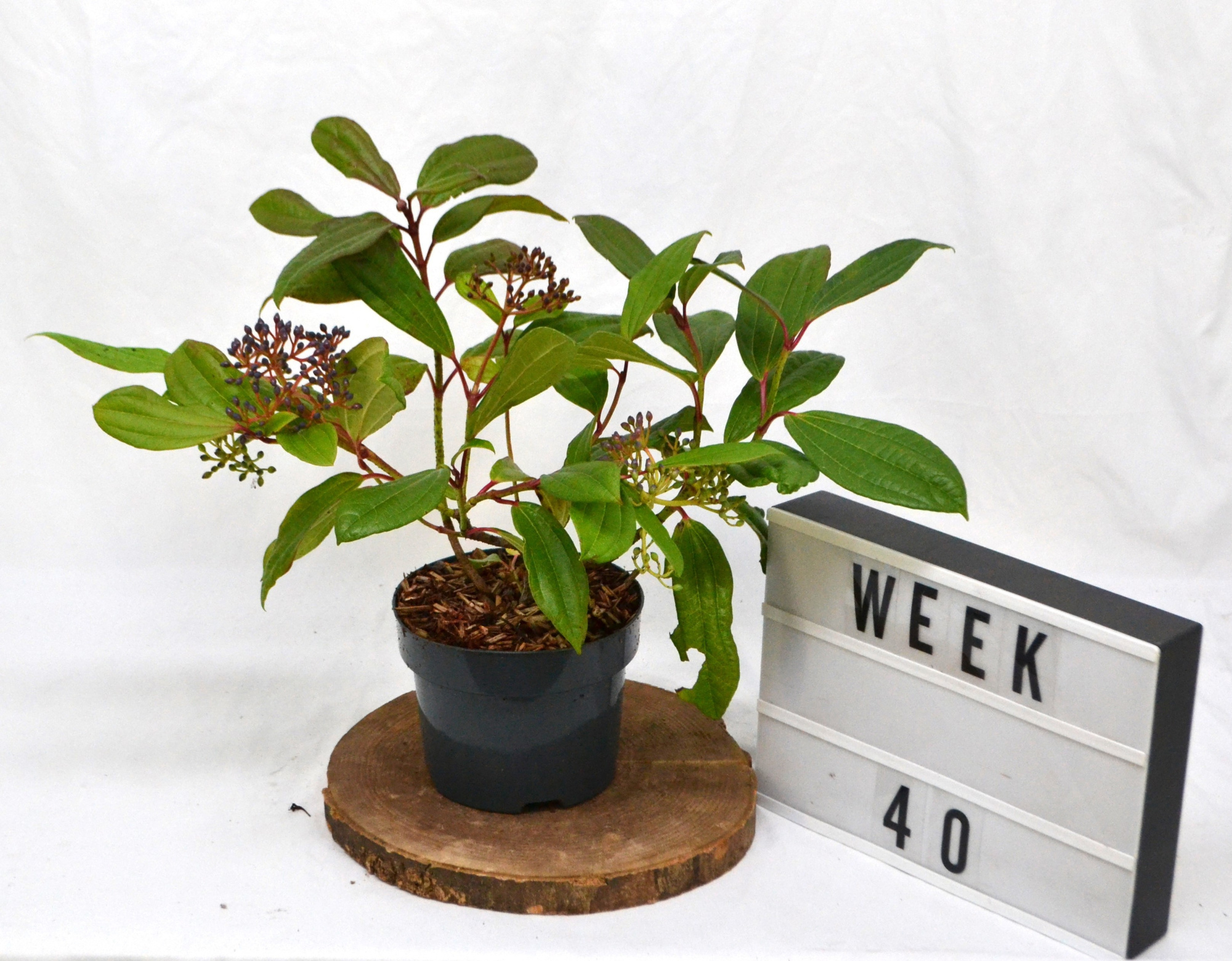 Viburnum Davidii C2, D 17 cm