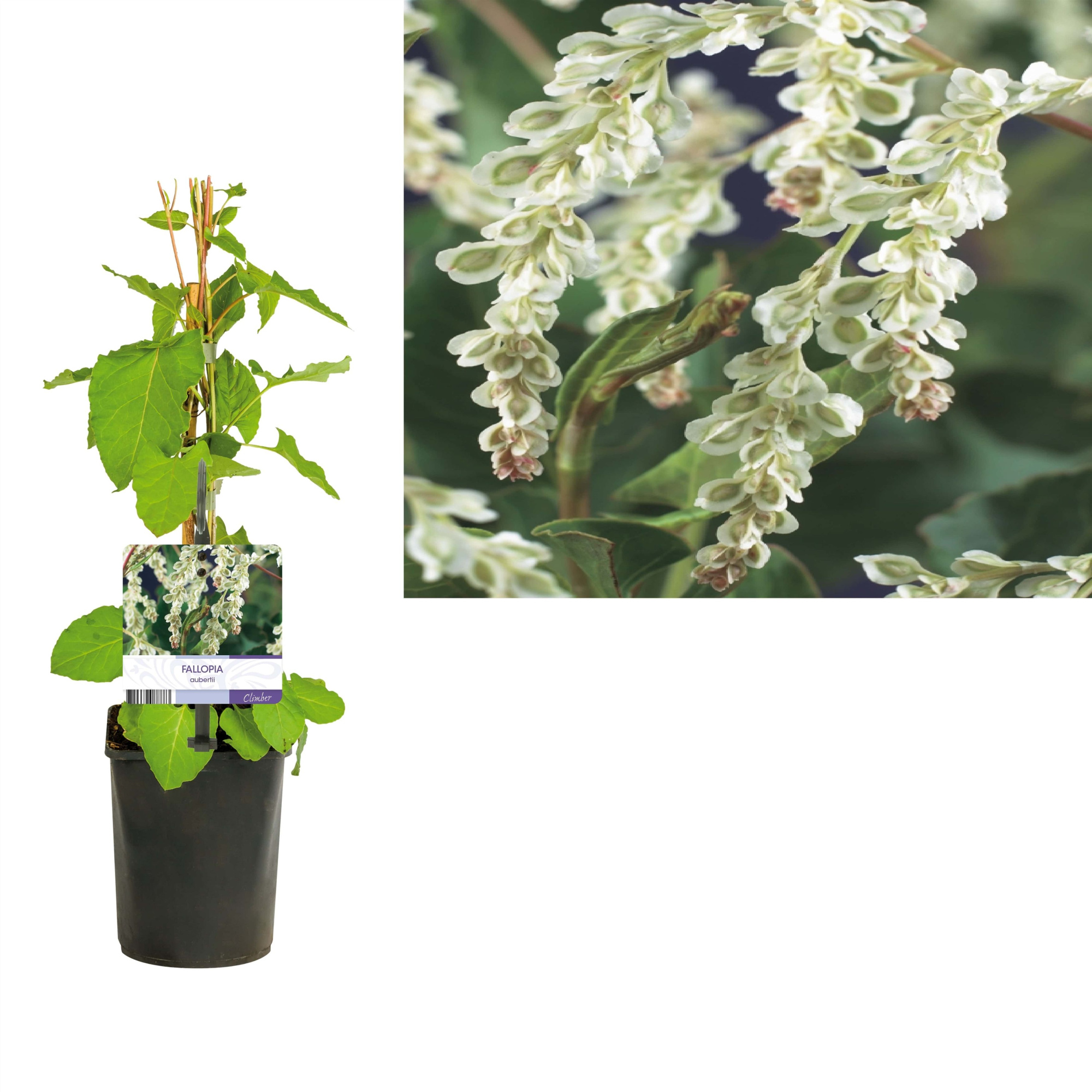 Fallopia aubertii +light label, D 11