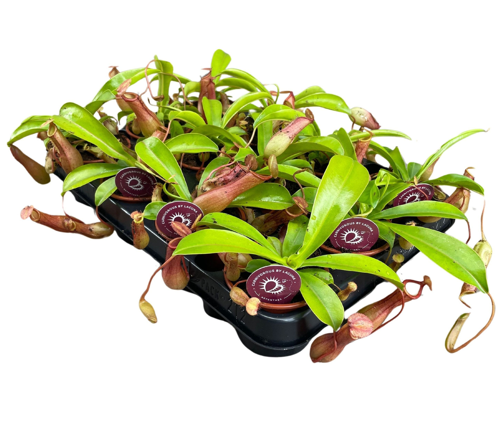 Nepenthes Alata 8,5 cm, D 8,5 cm