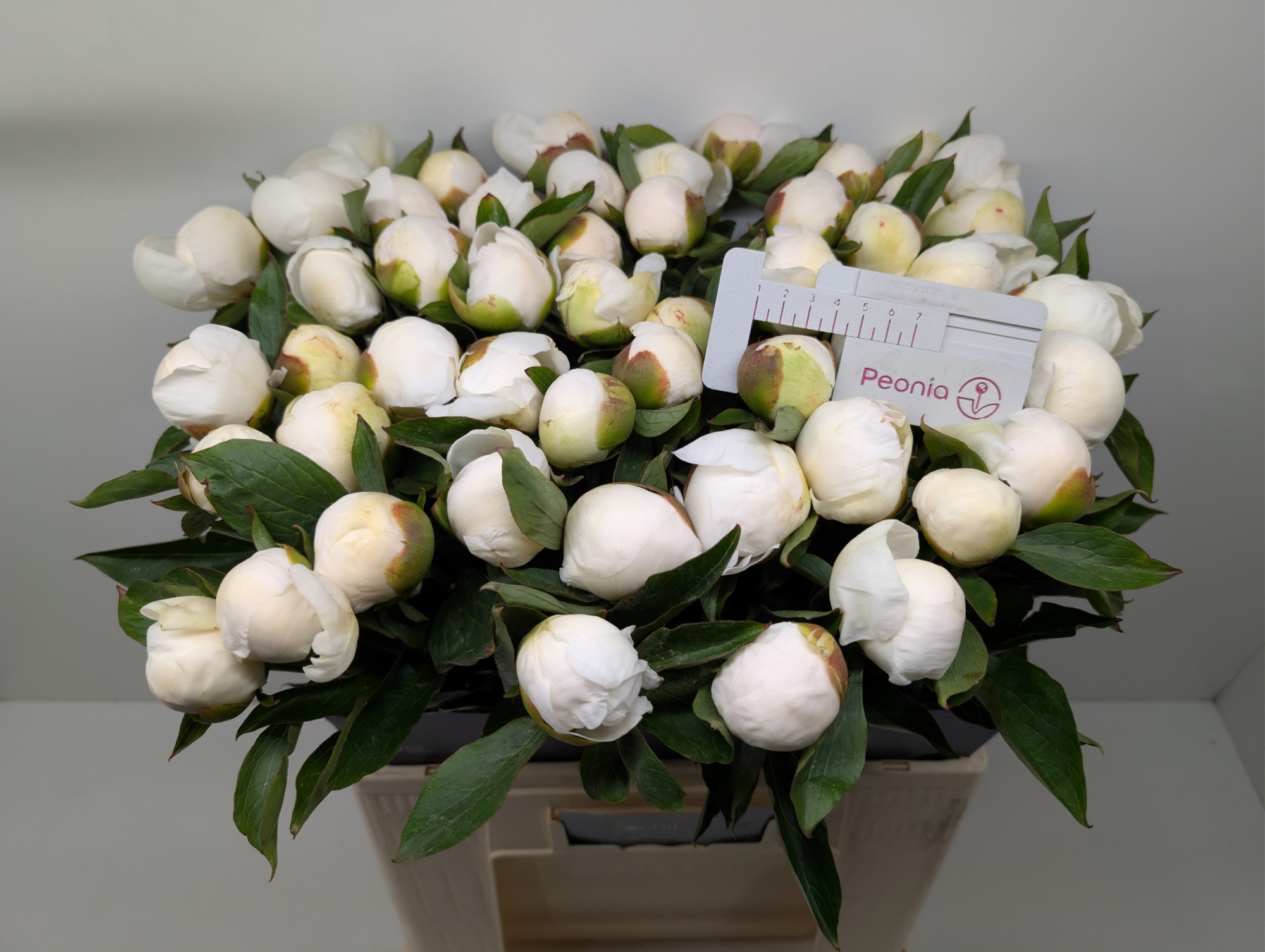 Пион Дюшес 60, шт.