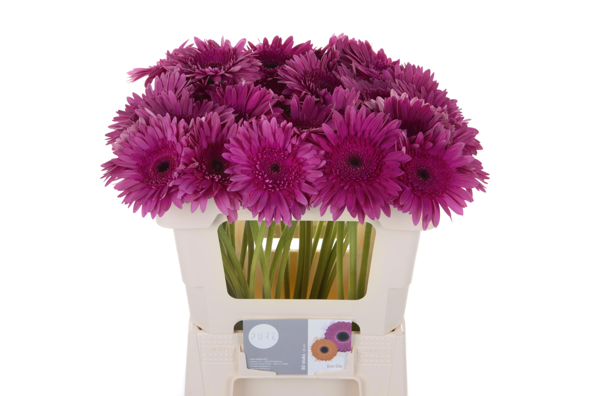 Гербера Бон Диа, шт.