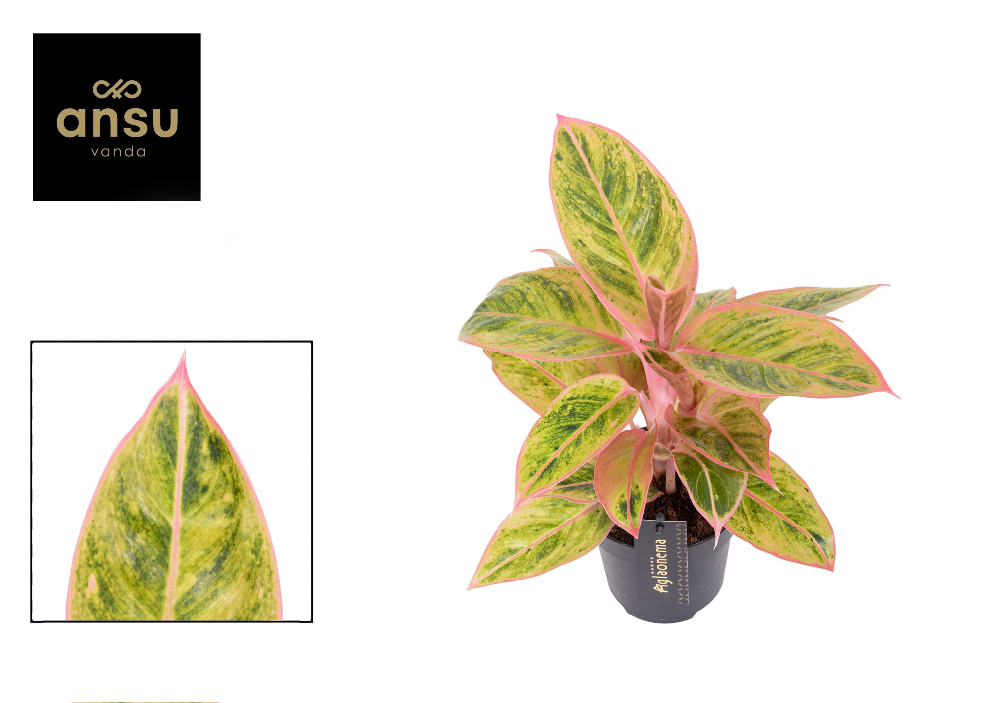 Aglaonema Salmon Fantasy, D 12