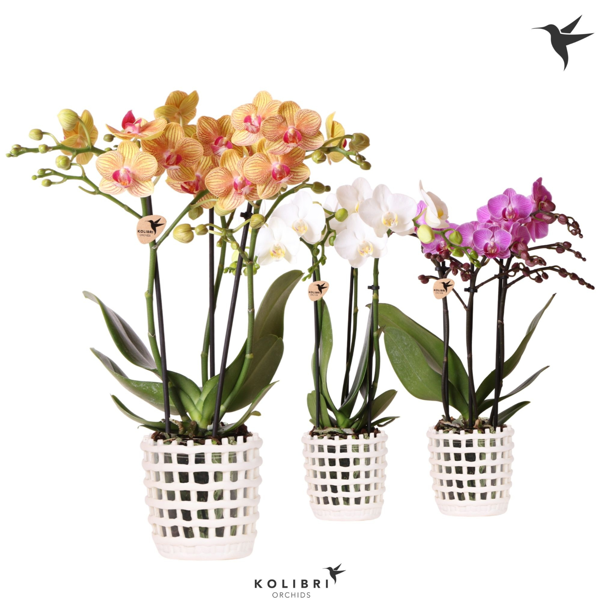 Kolibri Orchids Phalaenopsis mix 3 spike in Mesh pot white, D 9