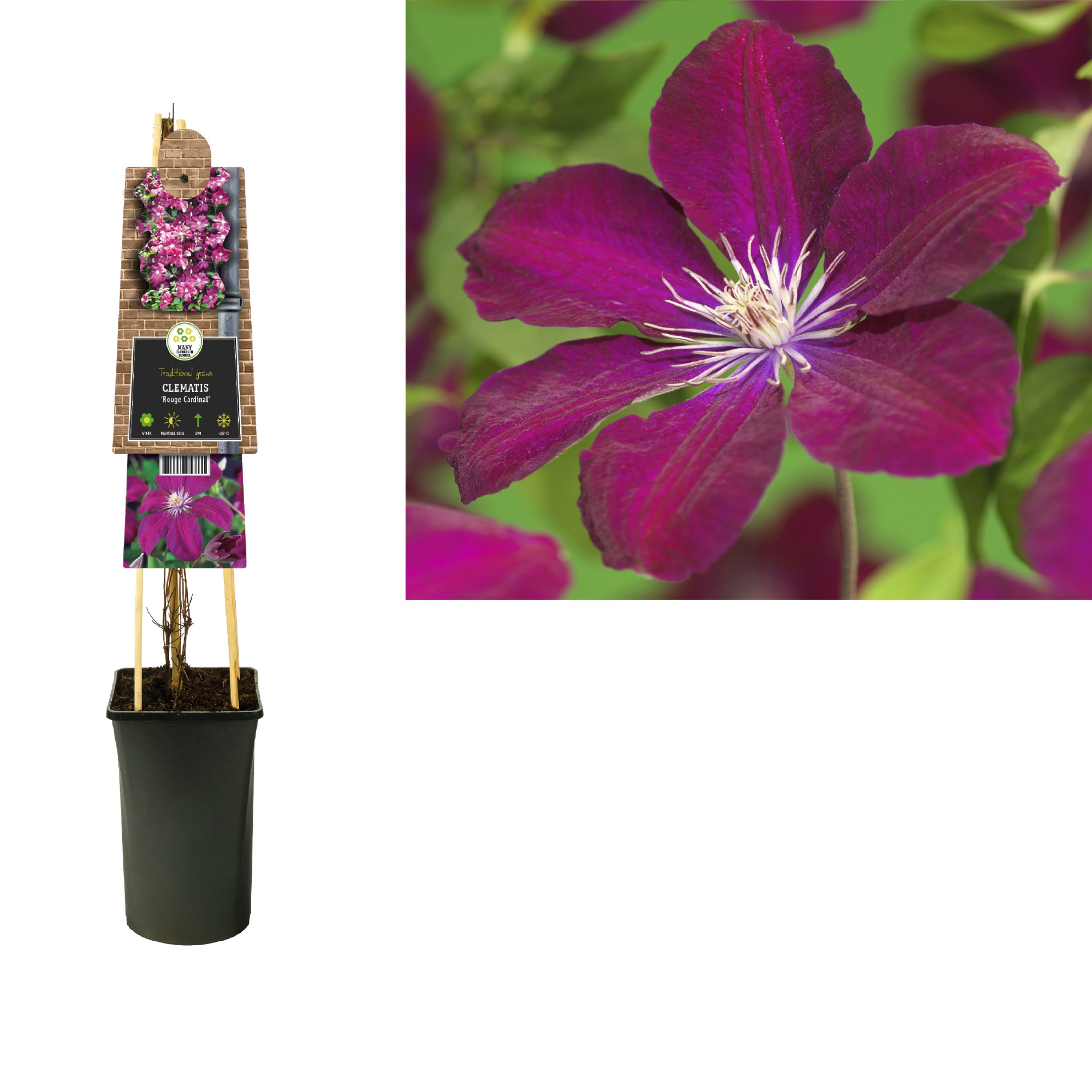 Clematis 'Rouge Cardinal' +3.0 label, D 17 cm