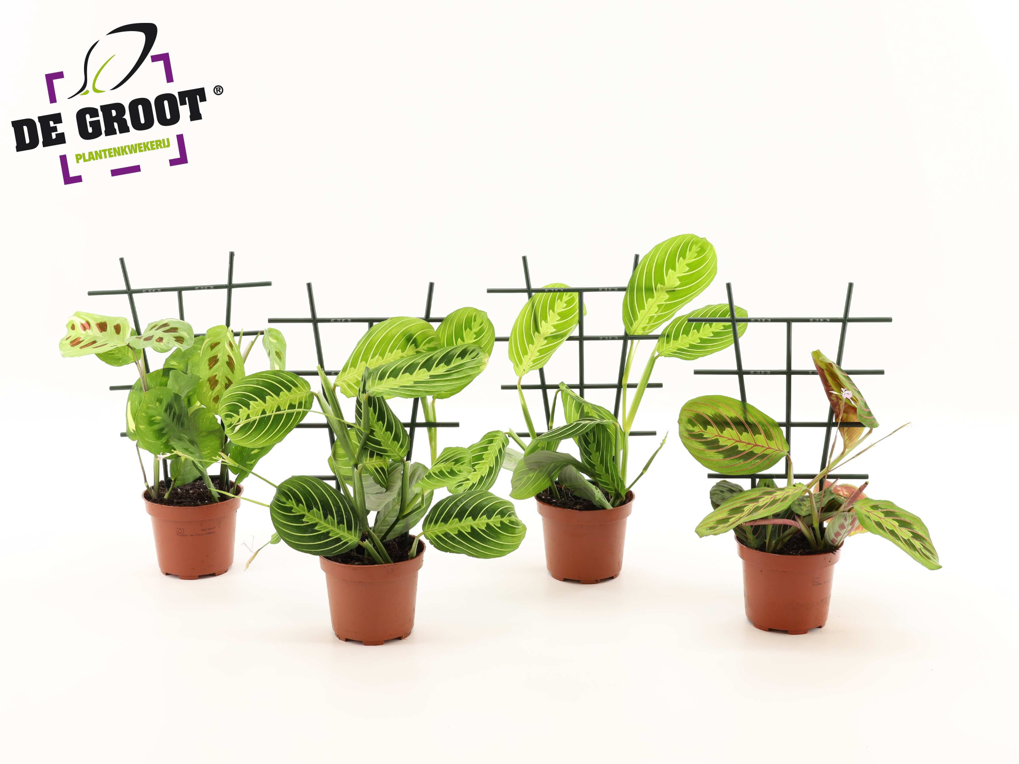 Maranta mix met rekje, D 12 cm