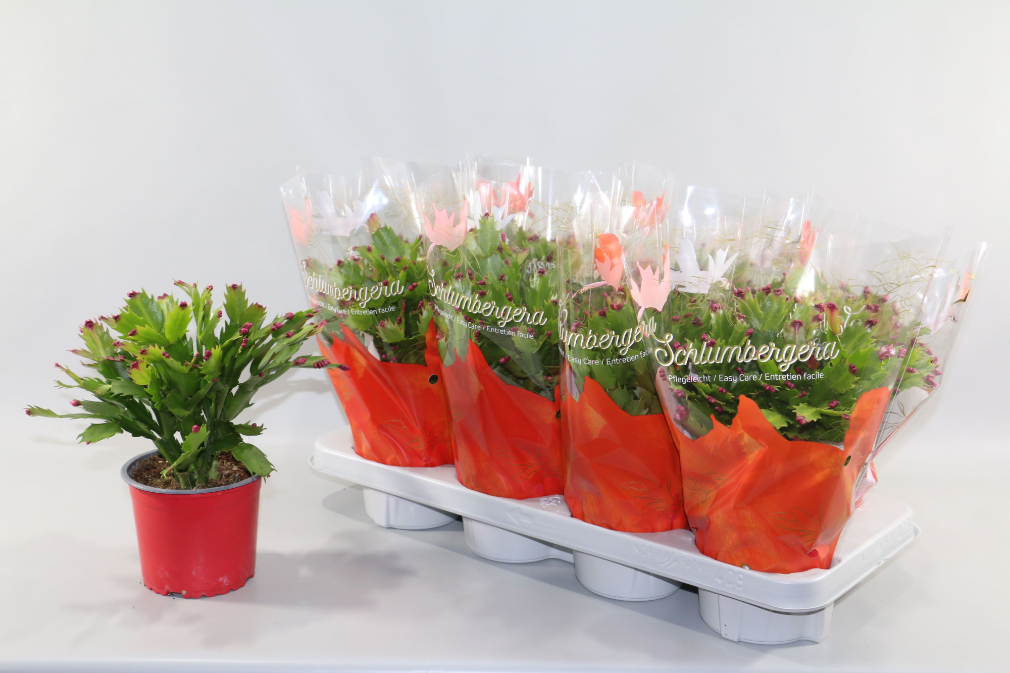 Schlumbergera rood 45+ knop"Sunshiners®", D 13 cm