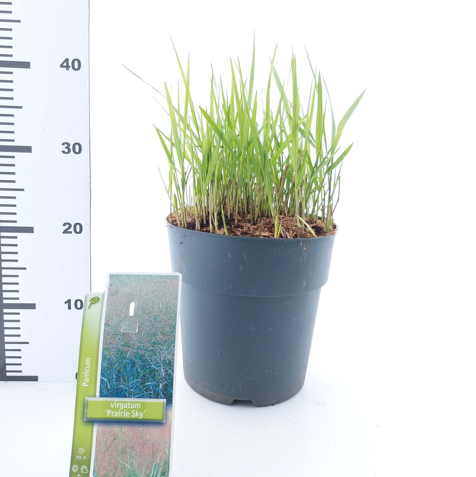 Panicum virgatum 'Prairie Sky', D 23