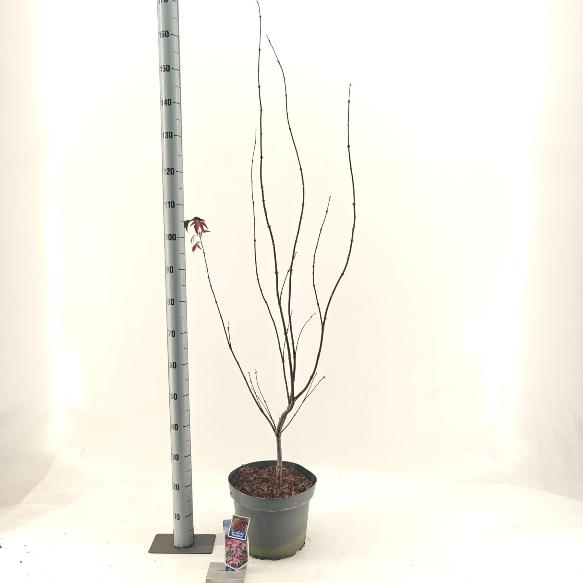 Acer pal. ‘Bloodgood’, D 29