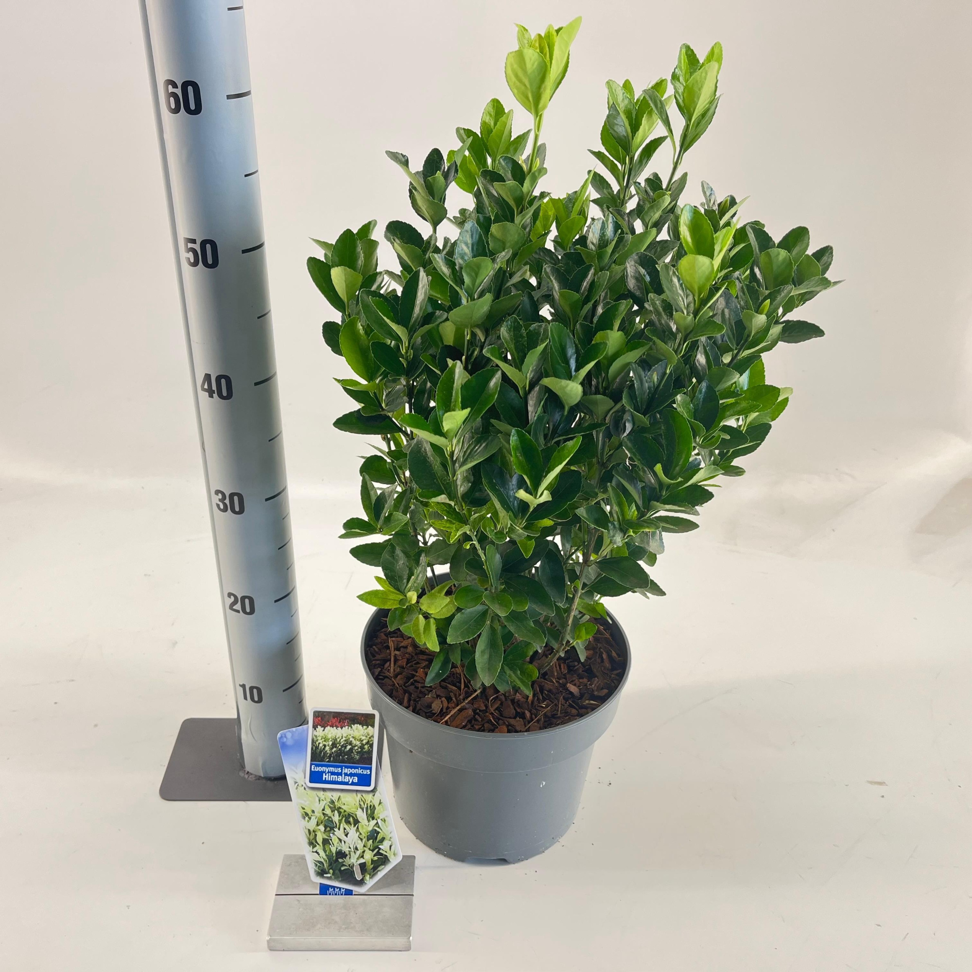 Euonymus jap. Himalaya ('Lankveld06'PBR), D 23 cm