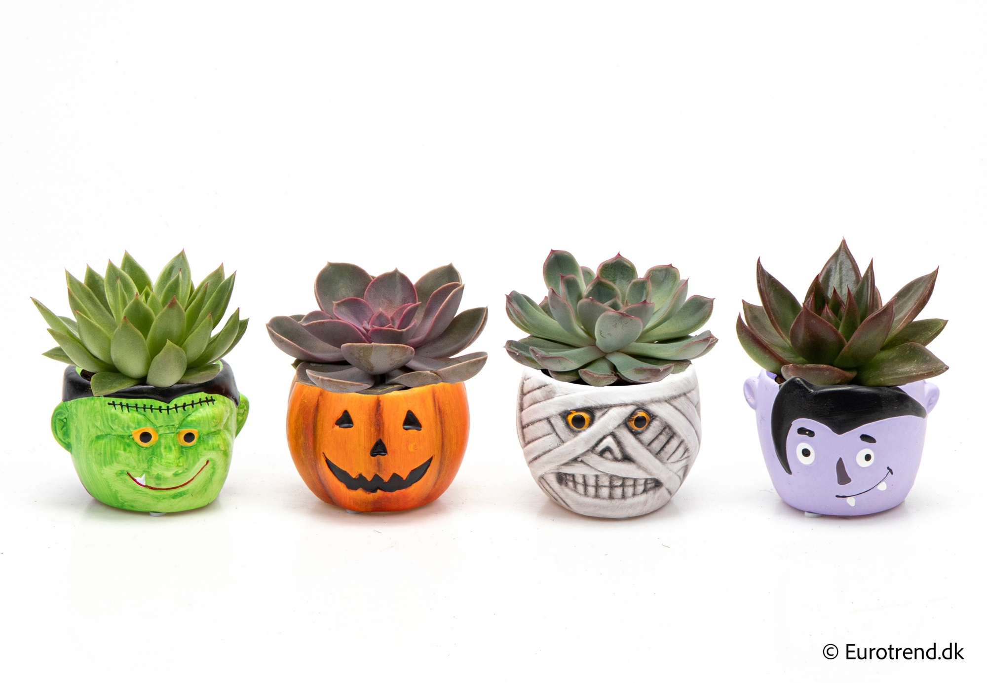 Echeveria in Halloween ceramic 2025, D 6 cm