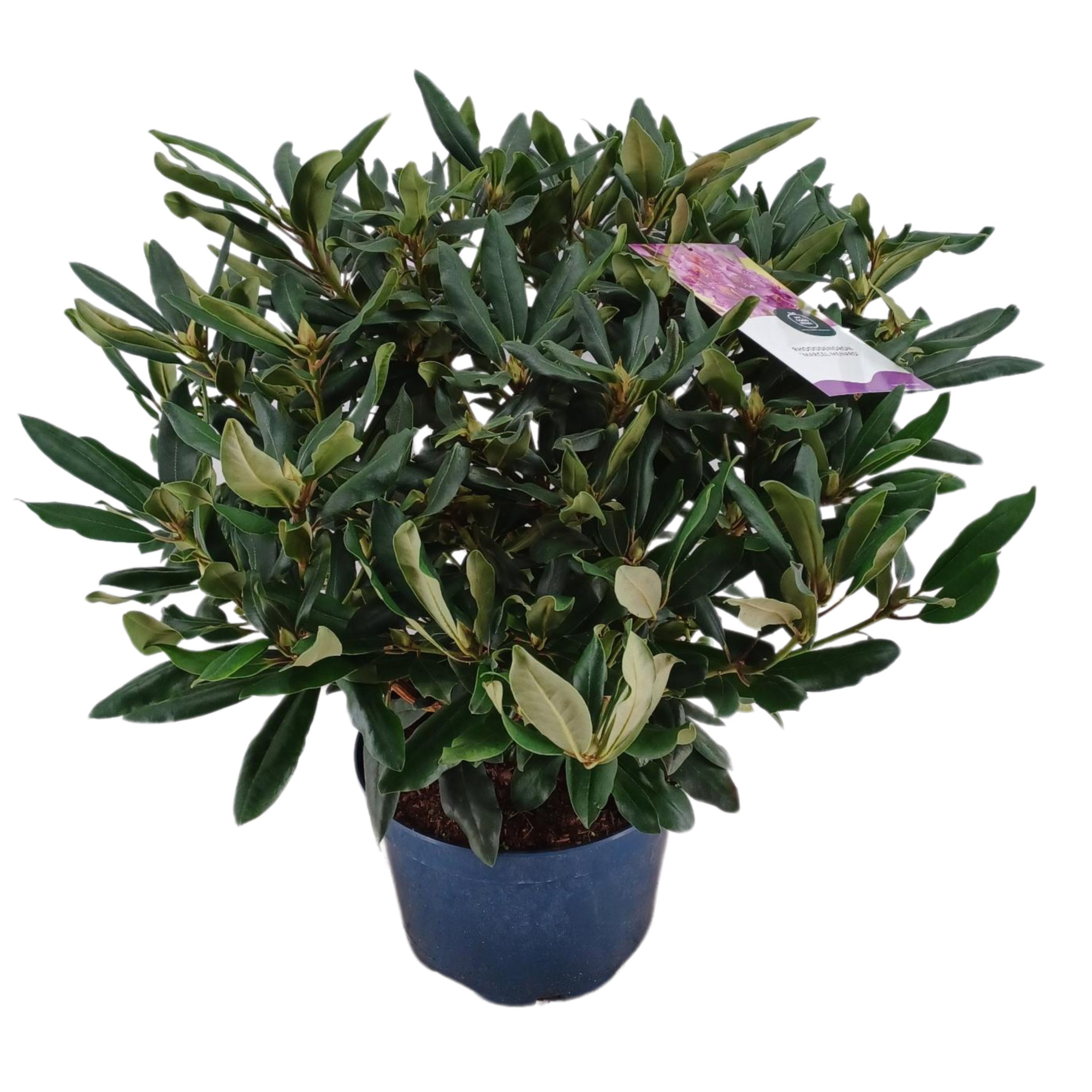 Rhododendron 70-80 /15 liter 'Marcel Menard', D 34 cm