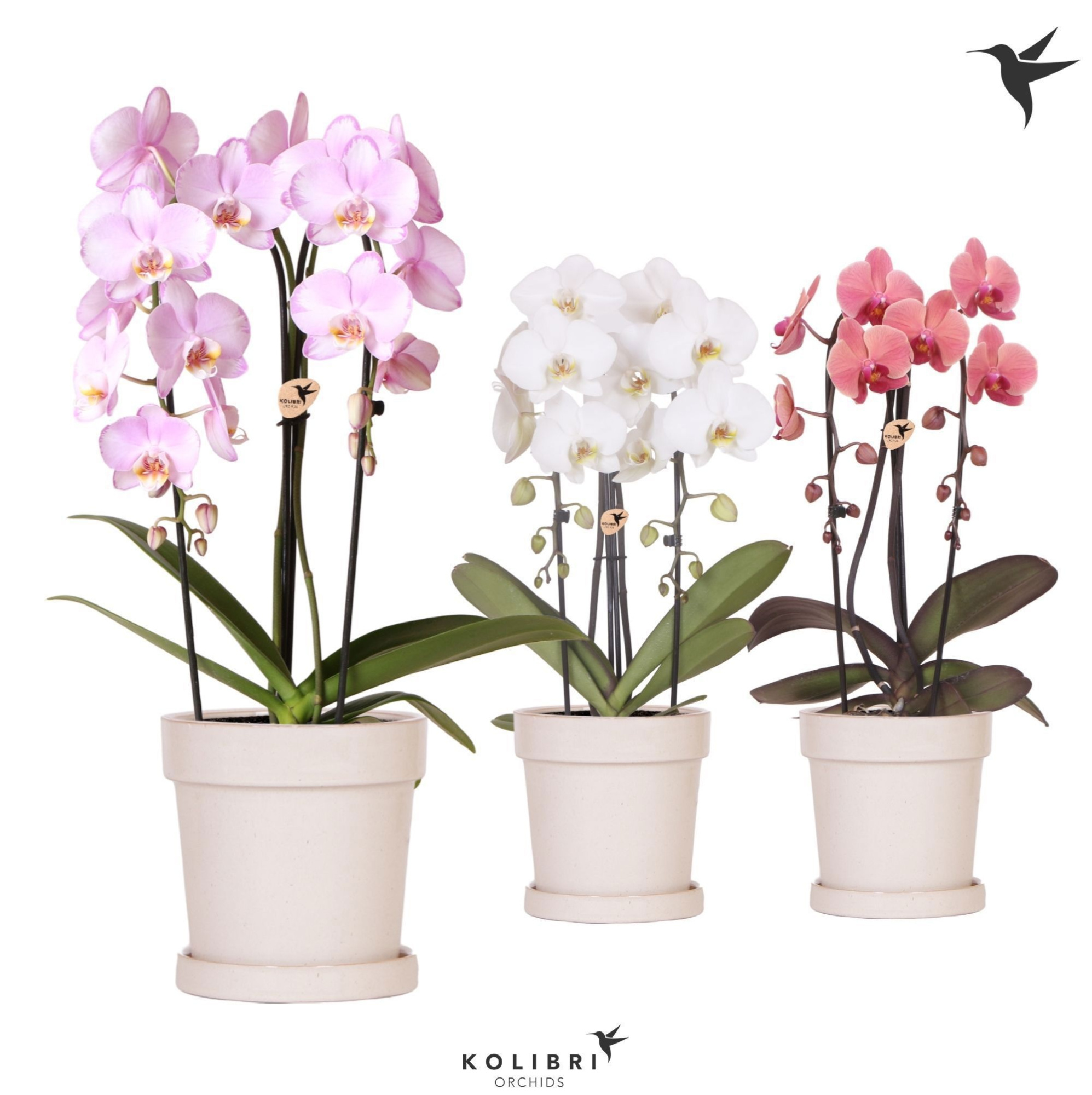 Kolibri Orchids Phalaenopsis Cascade Niagara Fall mix 2 spike in Flower pot sand, D 12