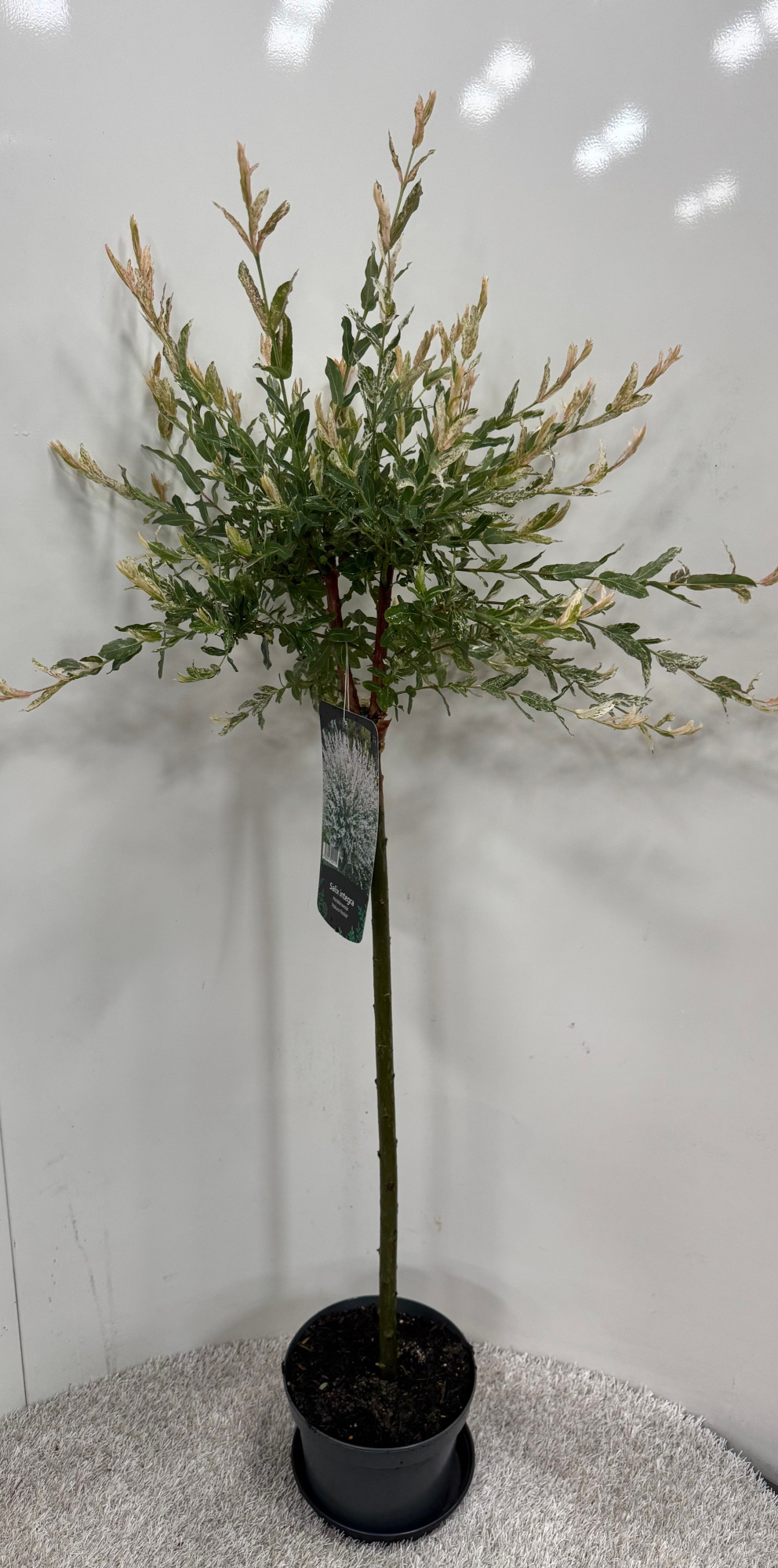 Salix integra 'Hakuro Nishiki' Sta C3 60-, D 19 cm