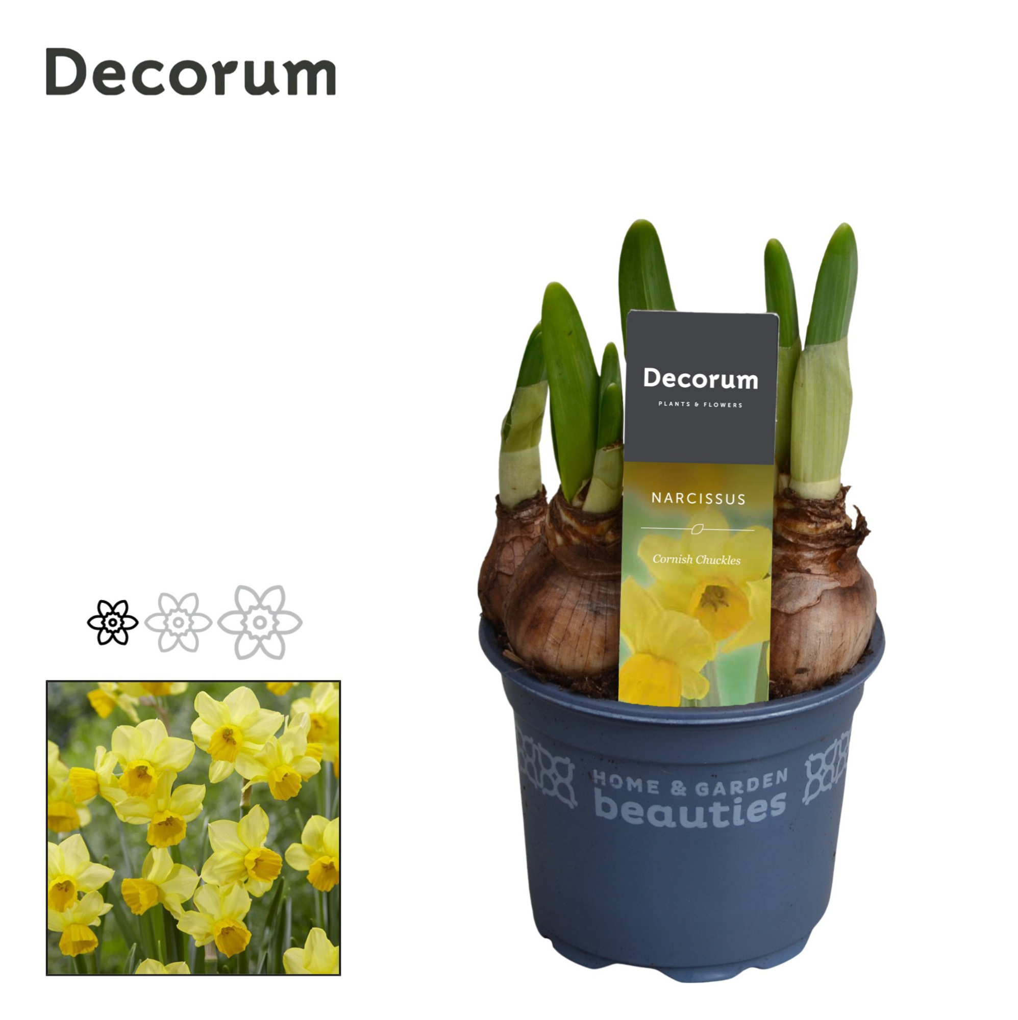 Narcis Cornish Chuckles, D 9