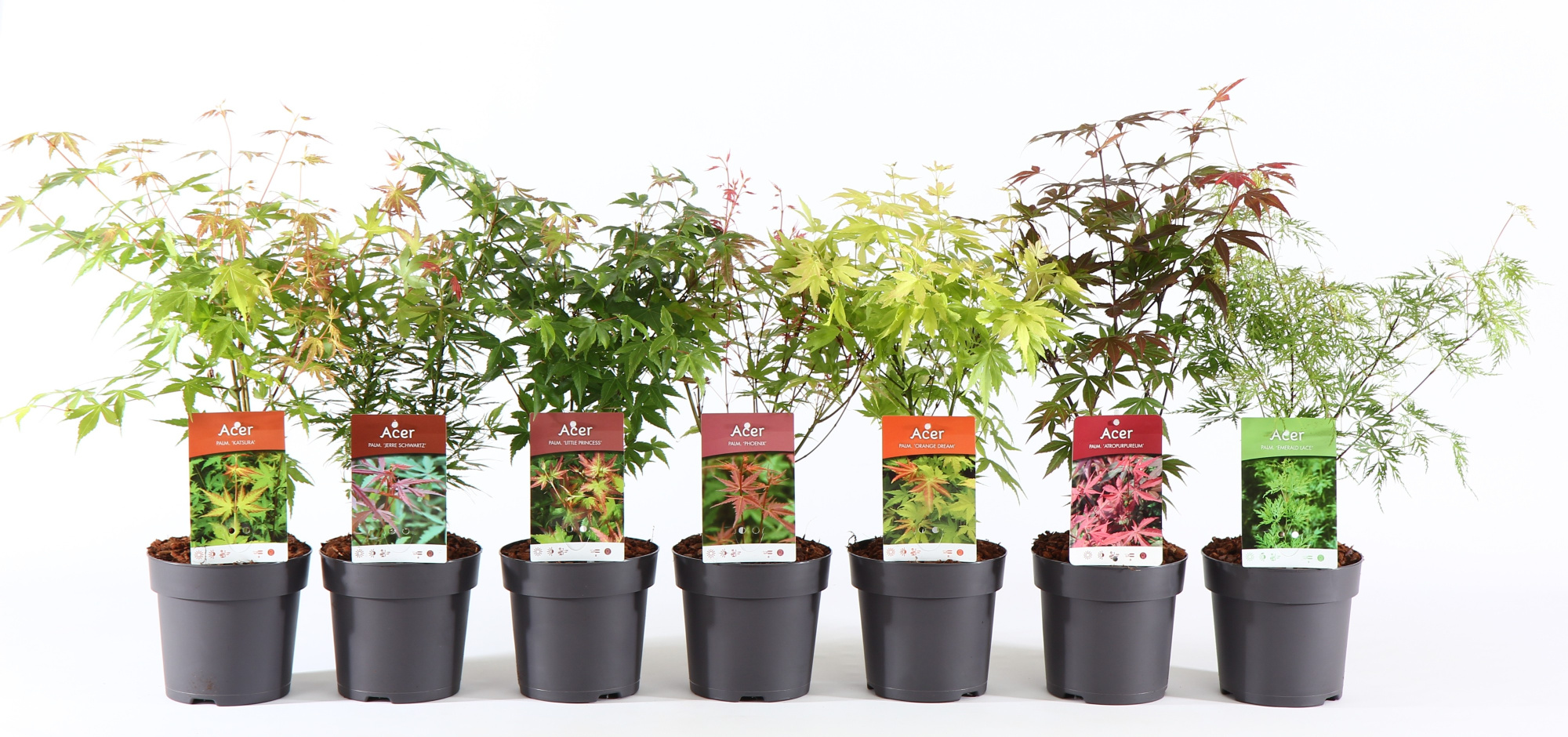 Acer palm. mix P15, D 15 cm