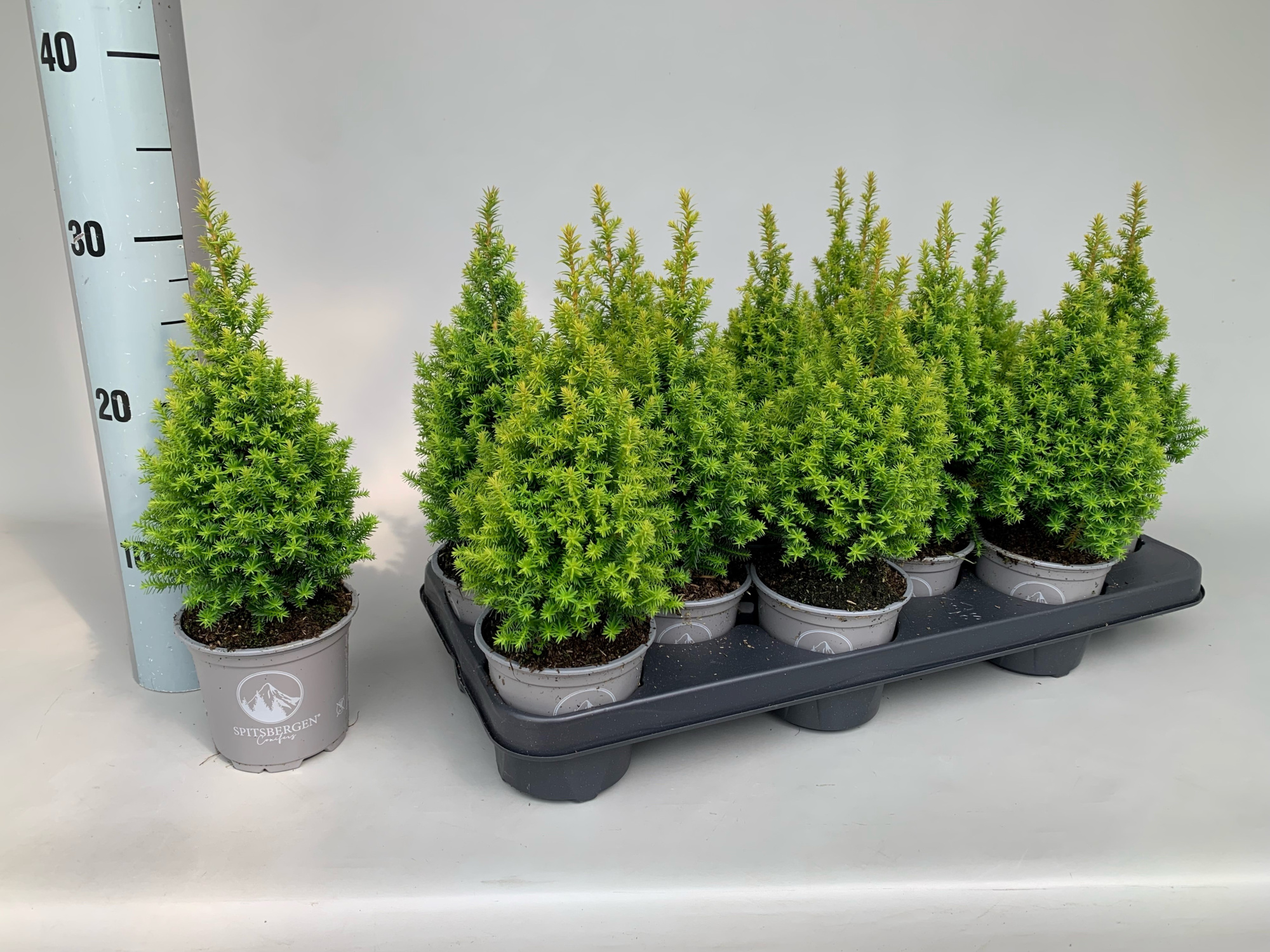 Chamaecyparis Thyoides Spitsbergen P11, D 11 cm