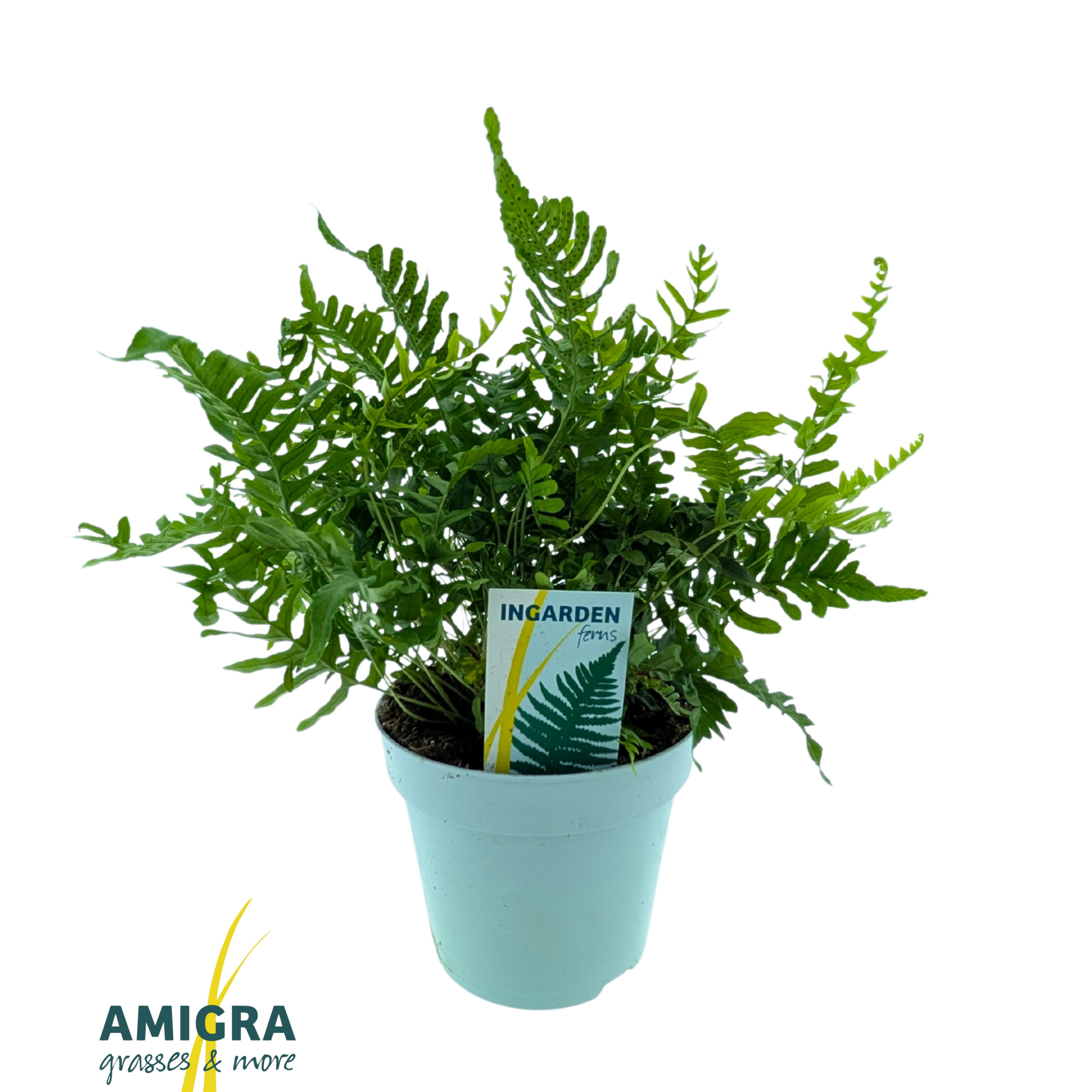 Polypodium vulgare, D 17 cm