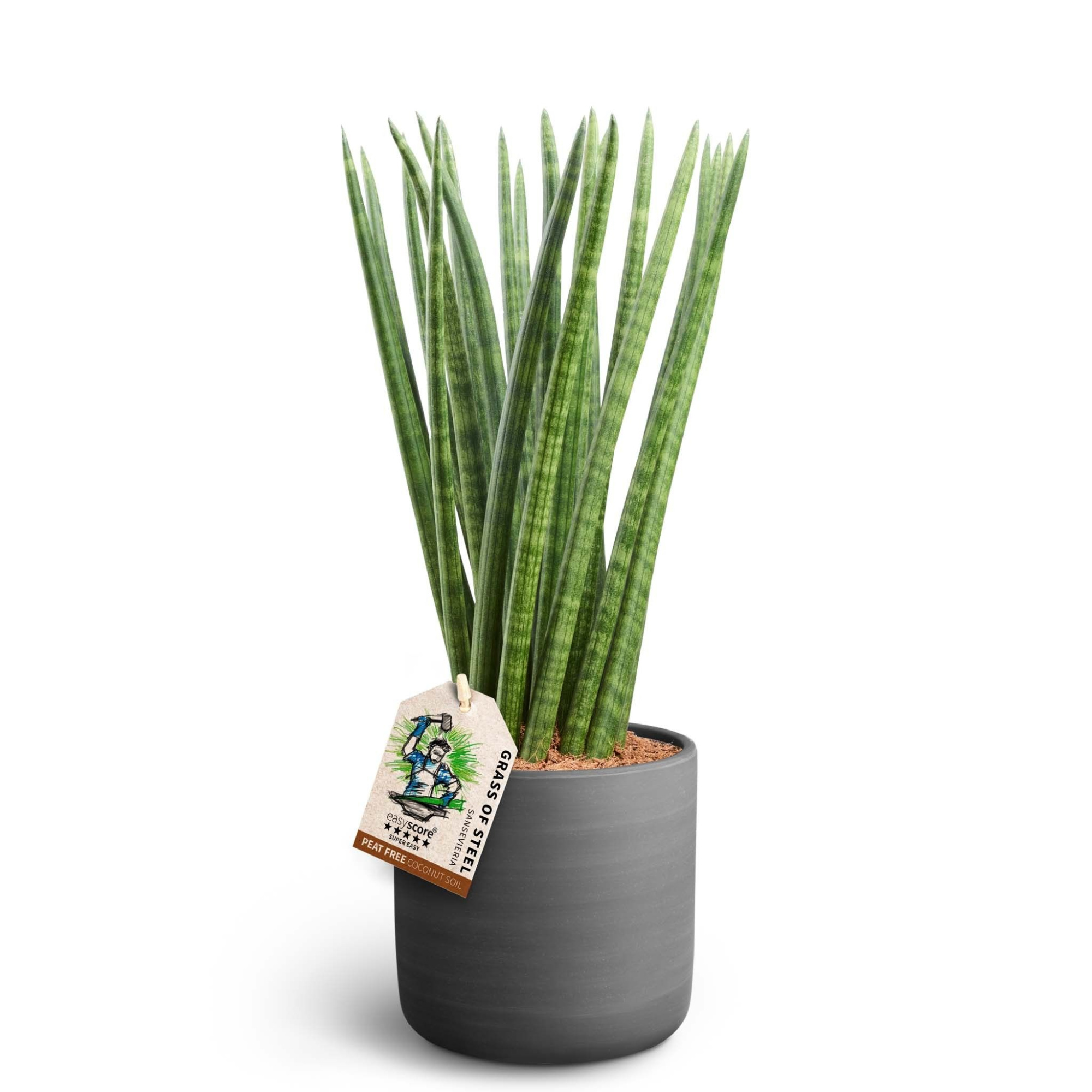 Raw Black, Sansevieria ´Spaghetti´, D 16 cm