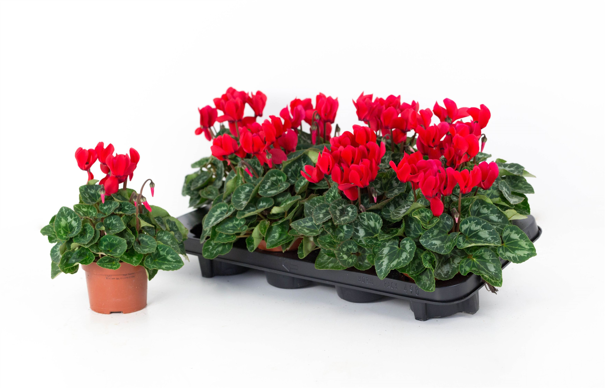 Cyclaam Super Serie Allure Red, D 10,5 cm