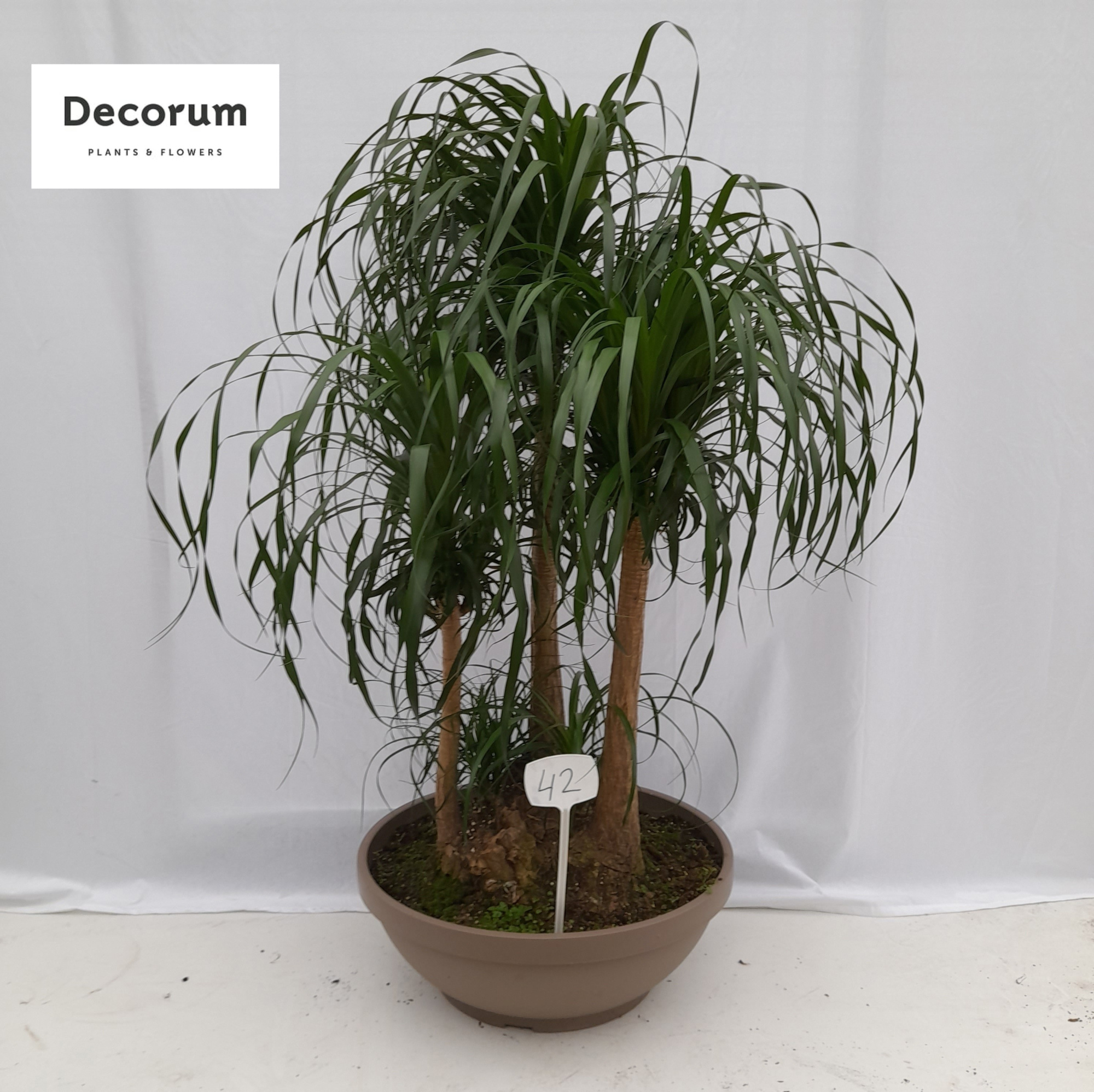 Beaucarnea vertakt op nummer 42, D 60