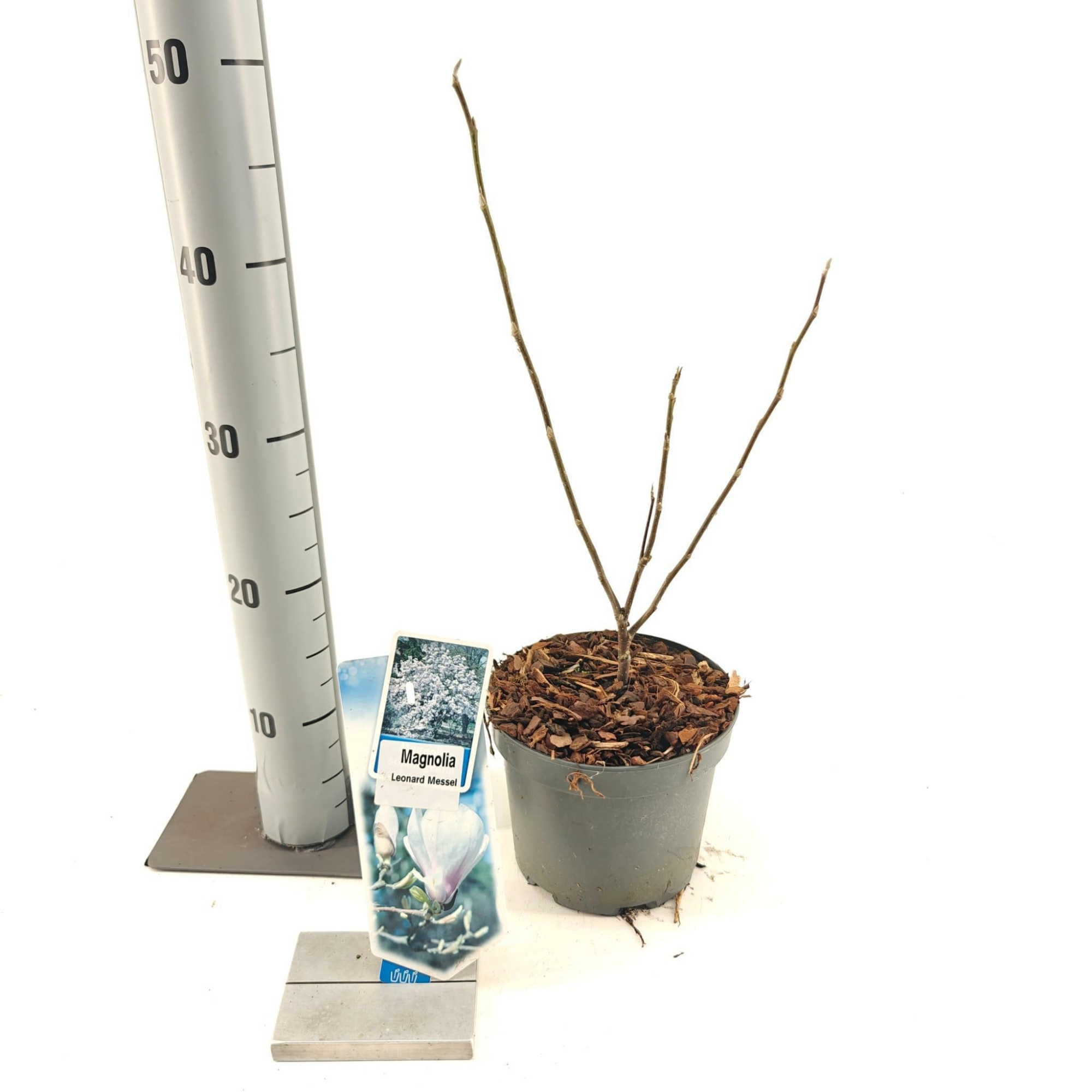 Magnolia 'Leonard Messel', D 17