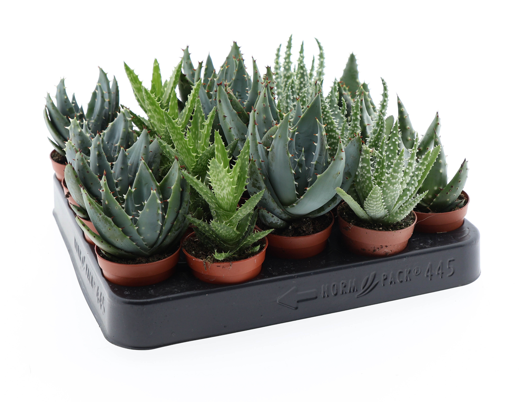 Aloe mix, D 5,5 cm