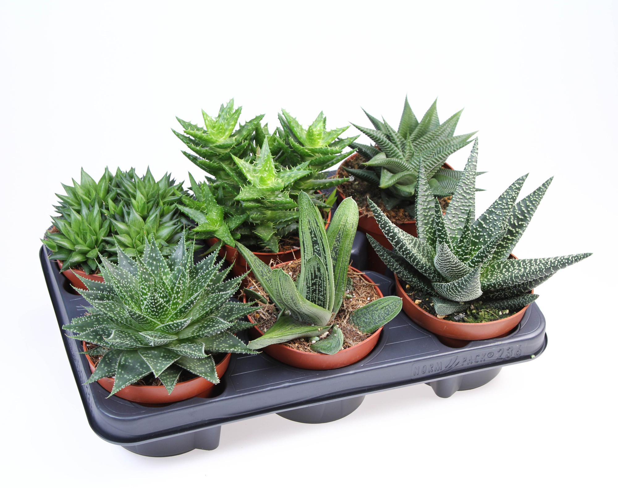 Aloe/haworthia mix, D 12 cm