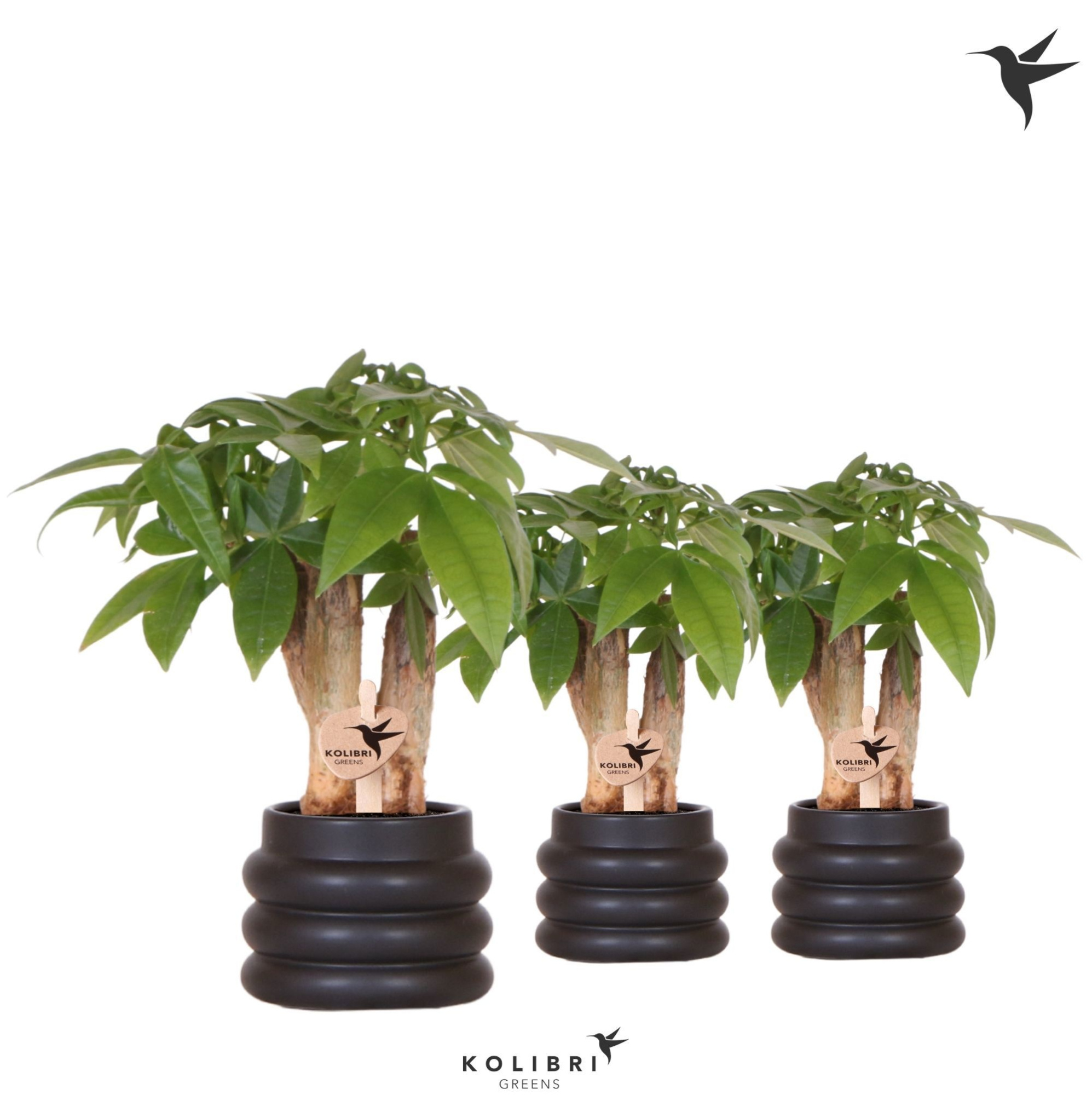 Kolibri Greens Pachira in Bubble pot black, D 6