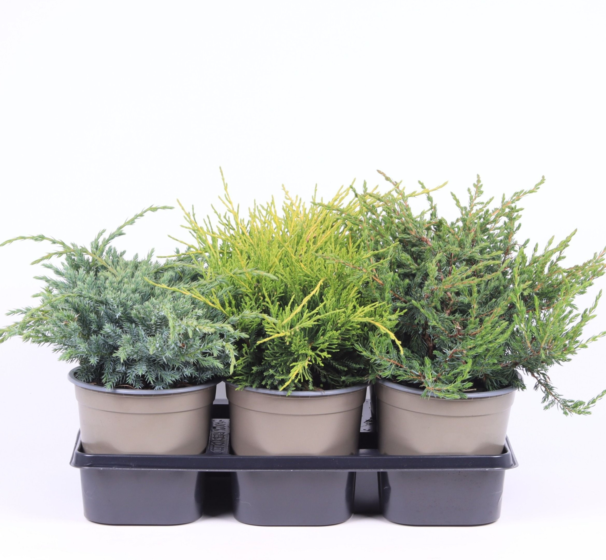 Juniperus gemengde bak, D 15 cm