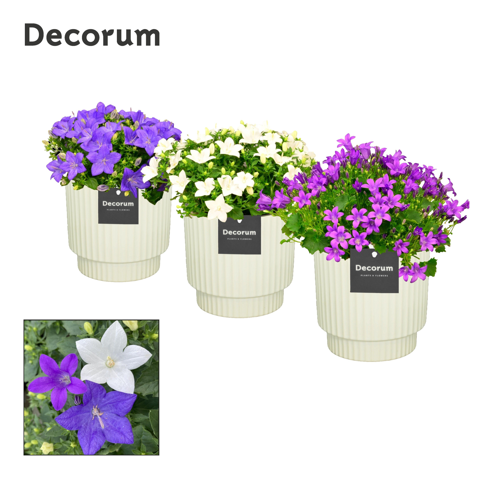 Campanula Mix Decorum Ivy, D 15