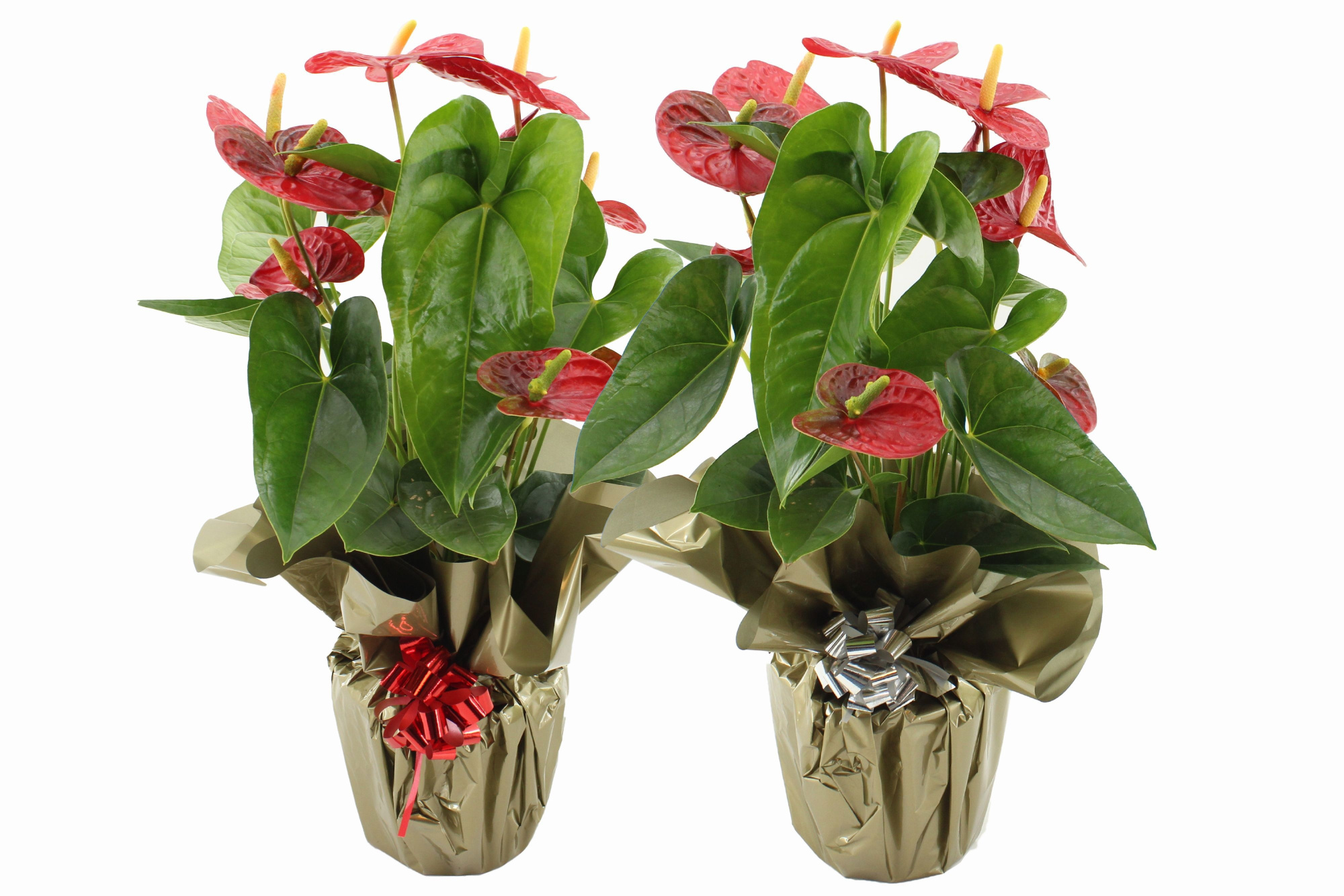 Anthurium 17 cm Jambo Red in Rondello gold + bow Metallic mix, D 17