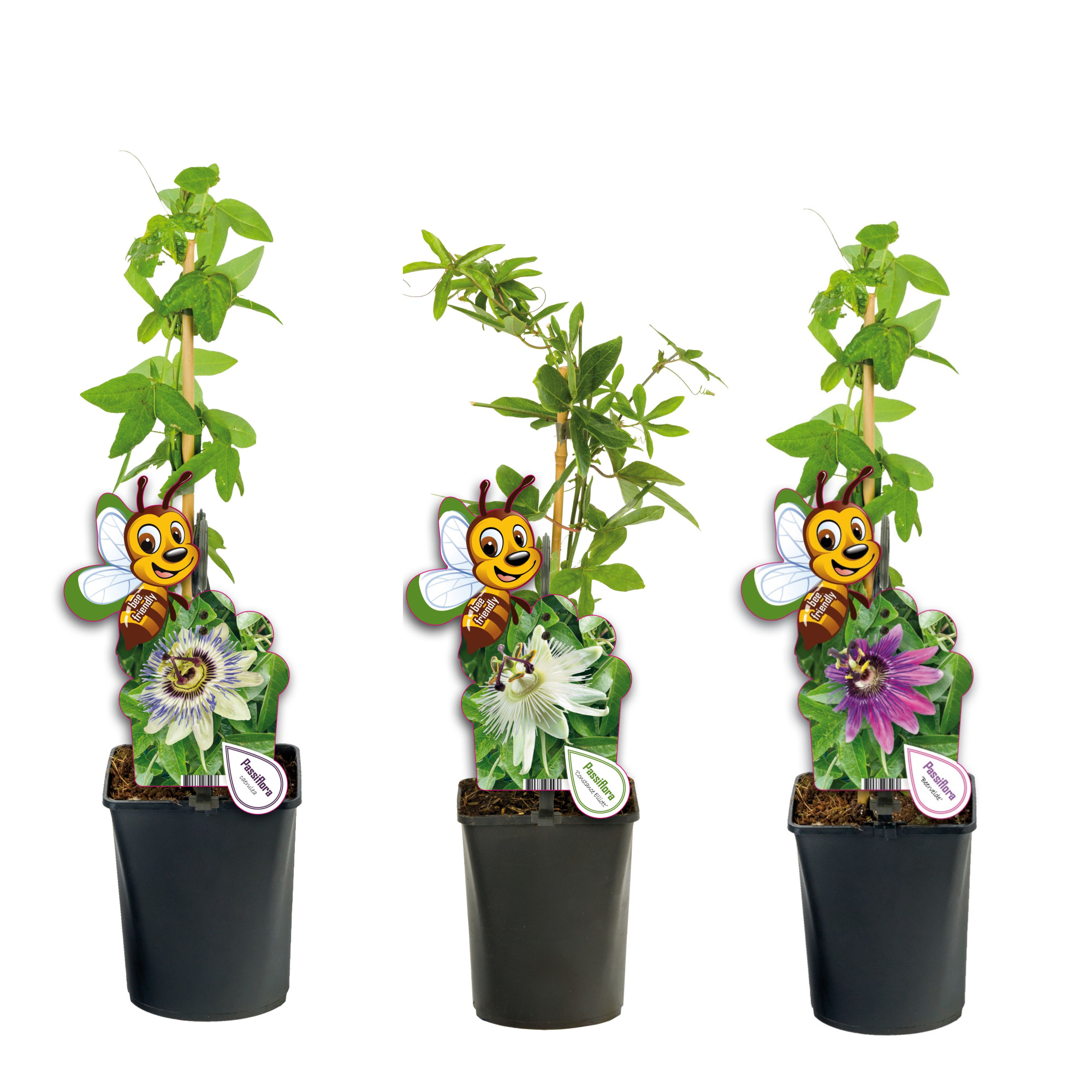 Mixtray Passiflora +bee label, D 11