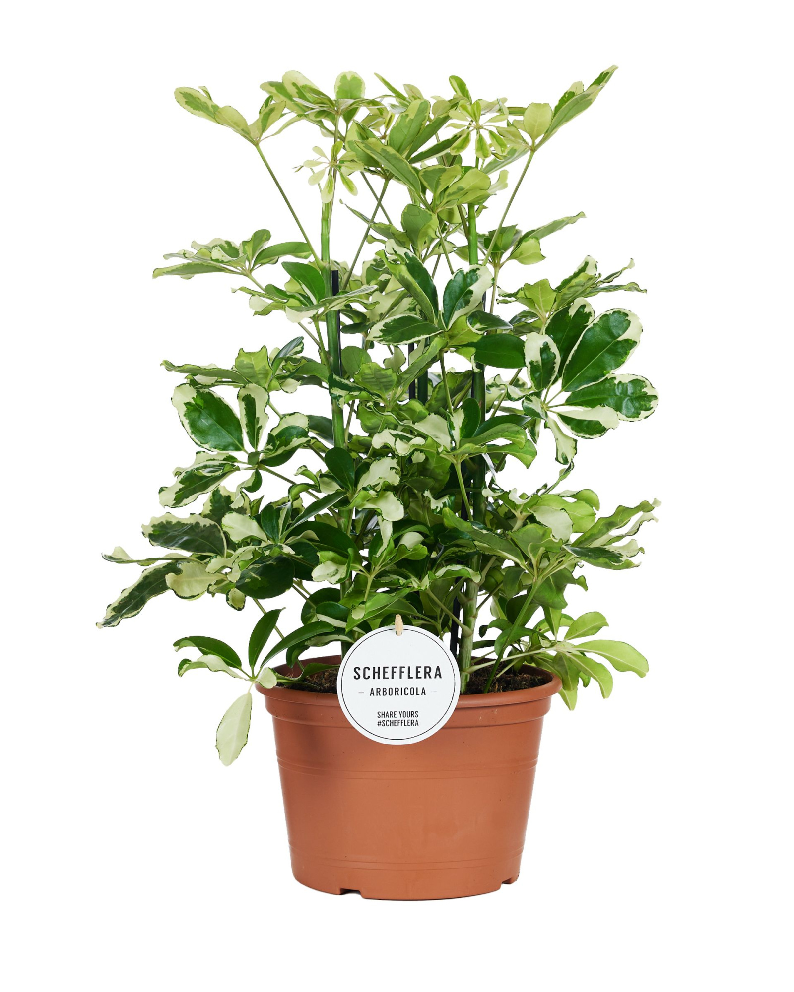 Schefflera Charlotte Toef, D 21 cm