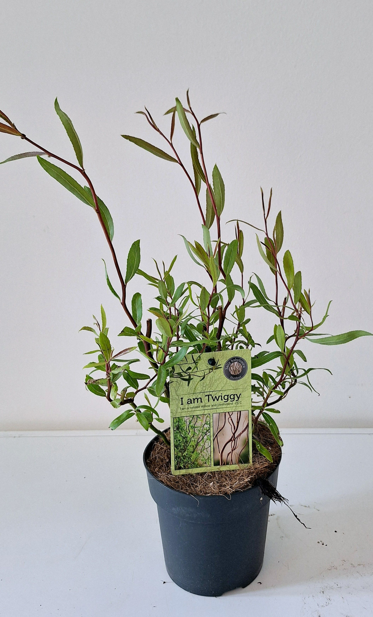 Salix Babylonica Tortuosa bush p12, D 12 cm