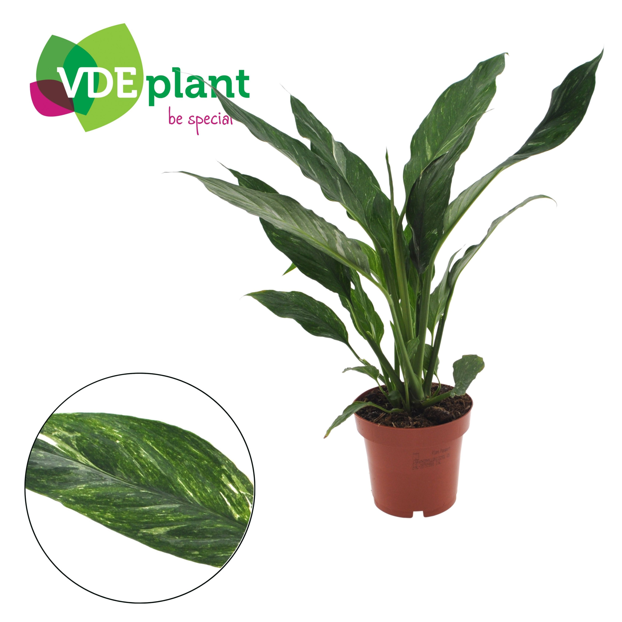 Spathiphyllum Diamond 12cm, D 12 cm