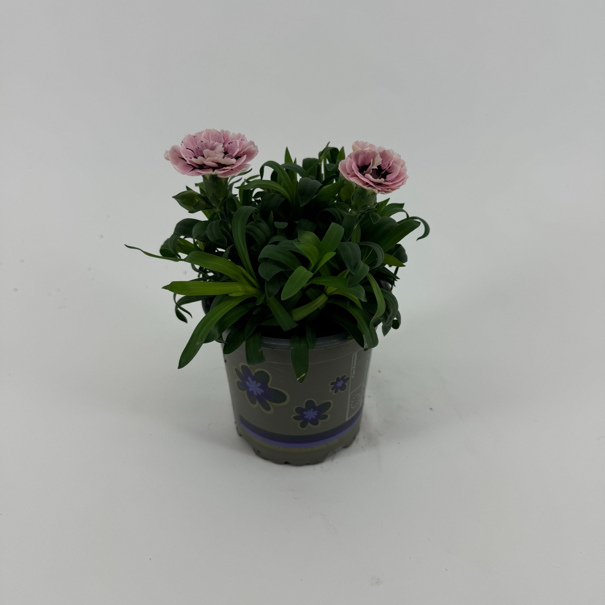 Dianthus 'Oscar' Purple Star, D 11 cm