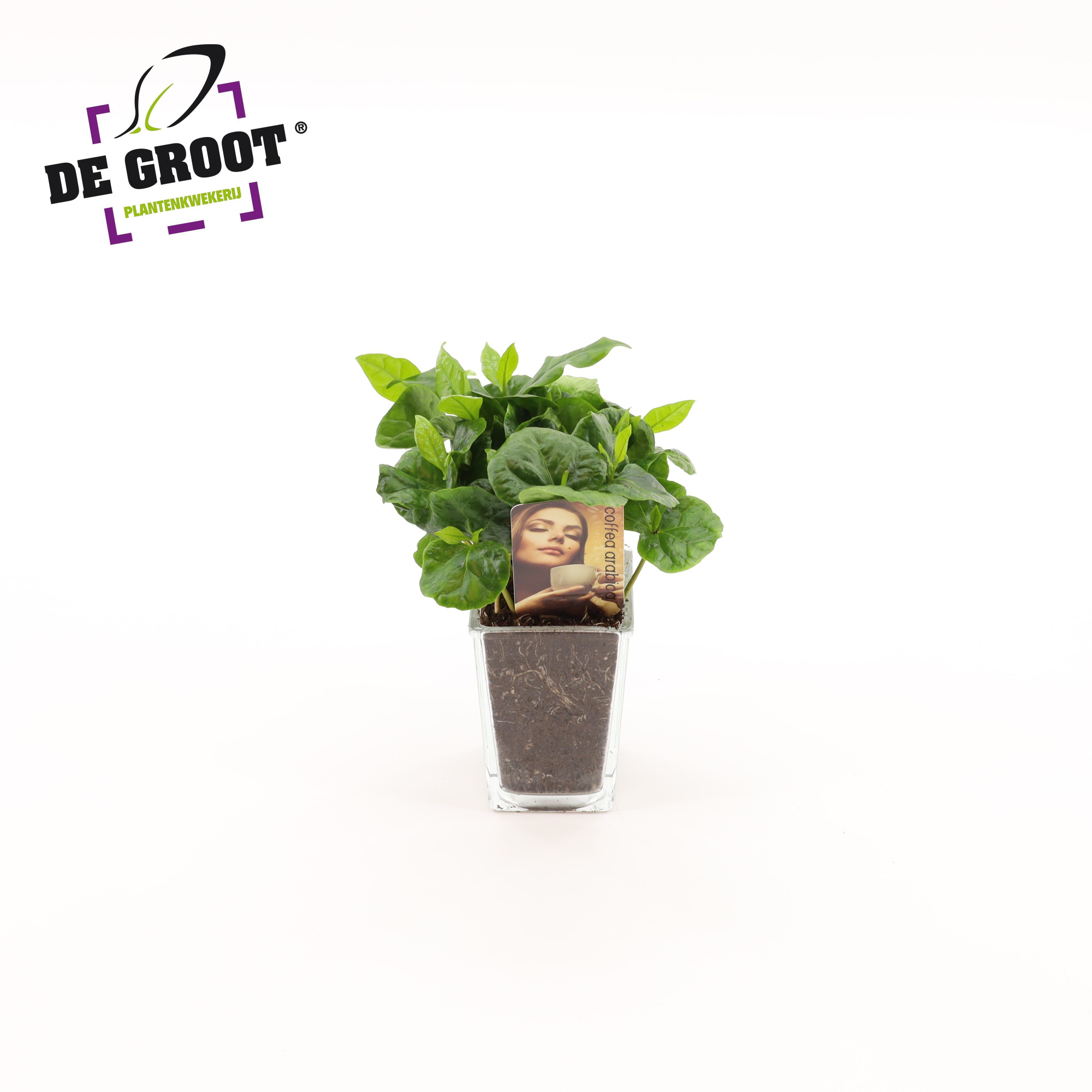 Coffea in accubakje, D 9 cm