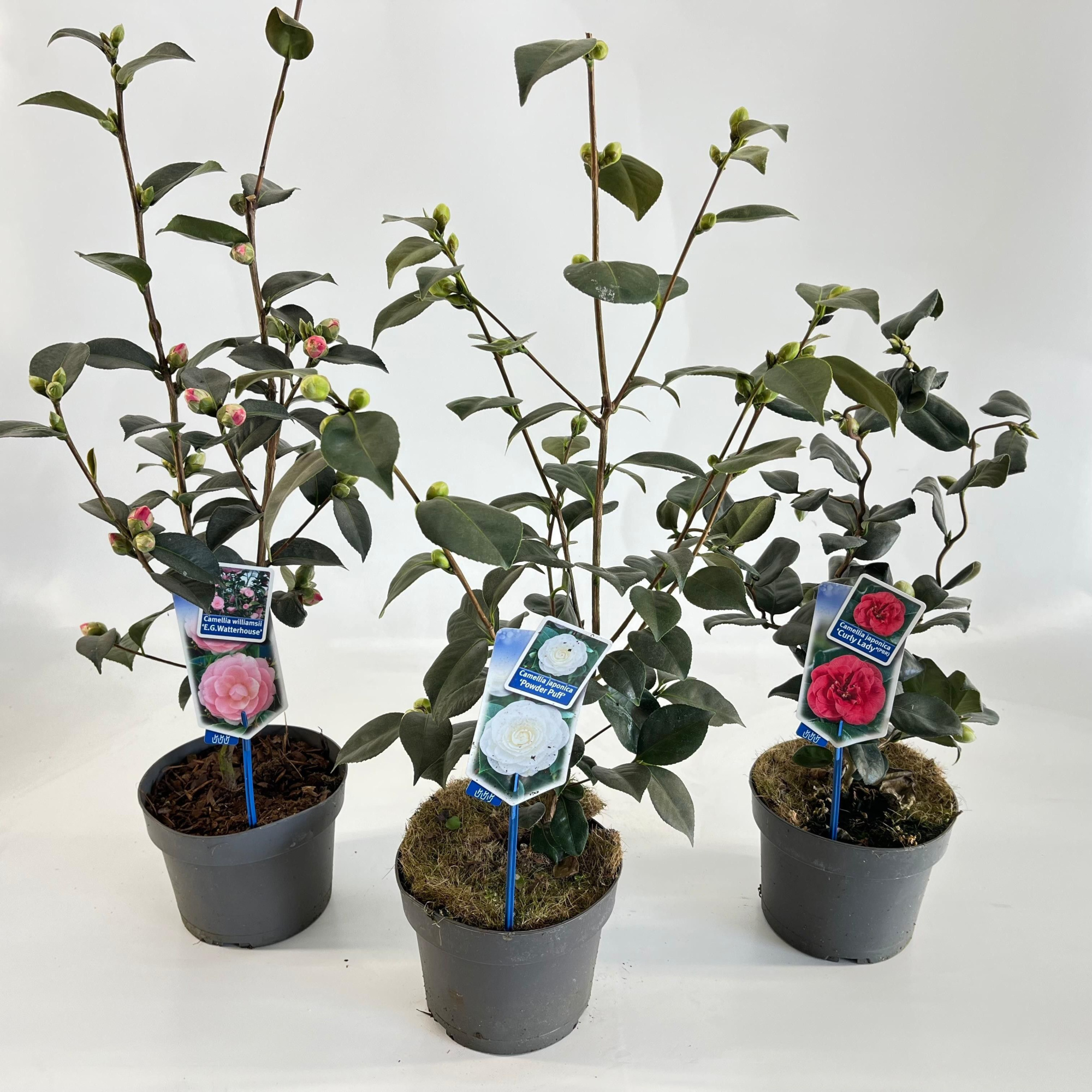 Camellia mix (minimum order one layer), D 19 cm