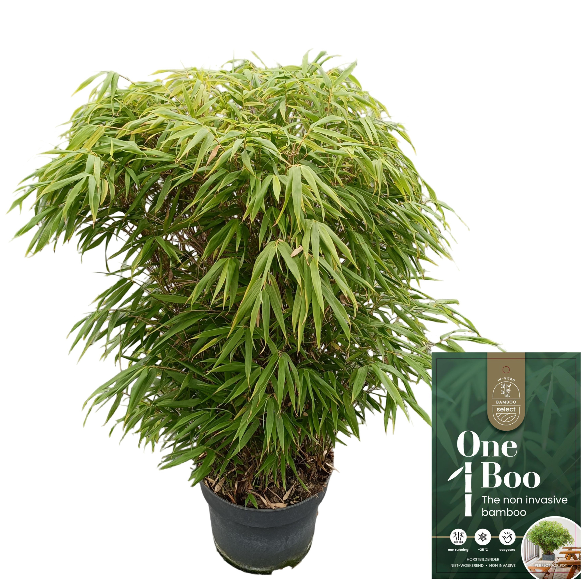 Fargesia 'Rufa' C10, D 29 cm