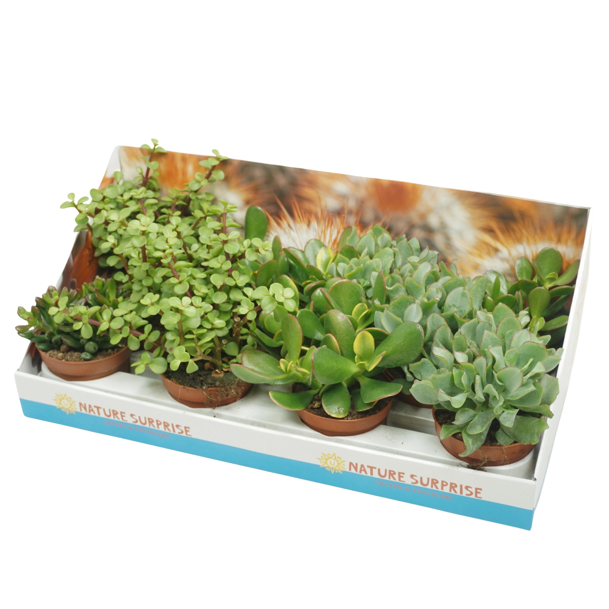 Crassula mix 10,5 cm in presentatiedoos, D 10,5